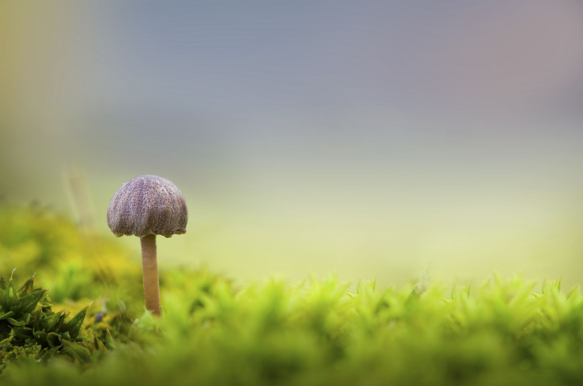 Micro World 3