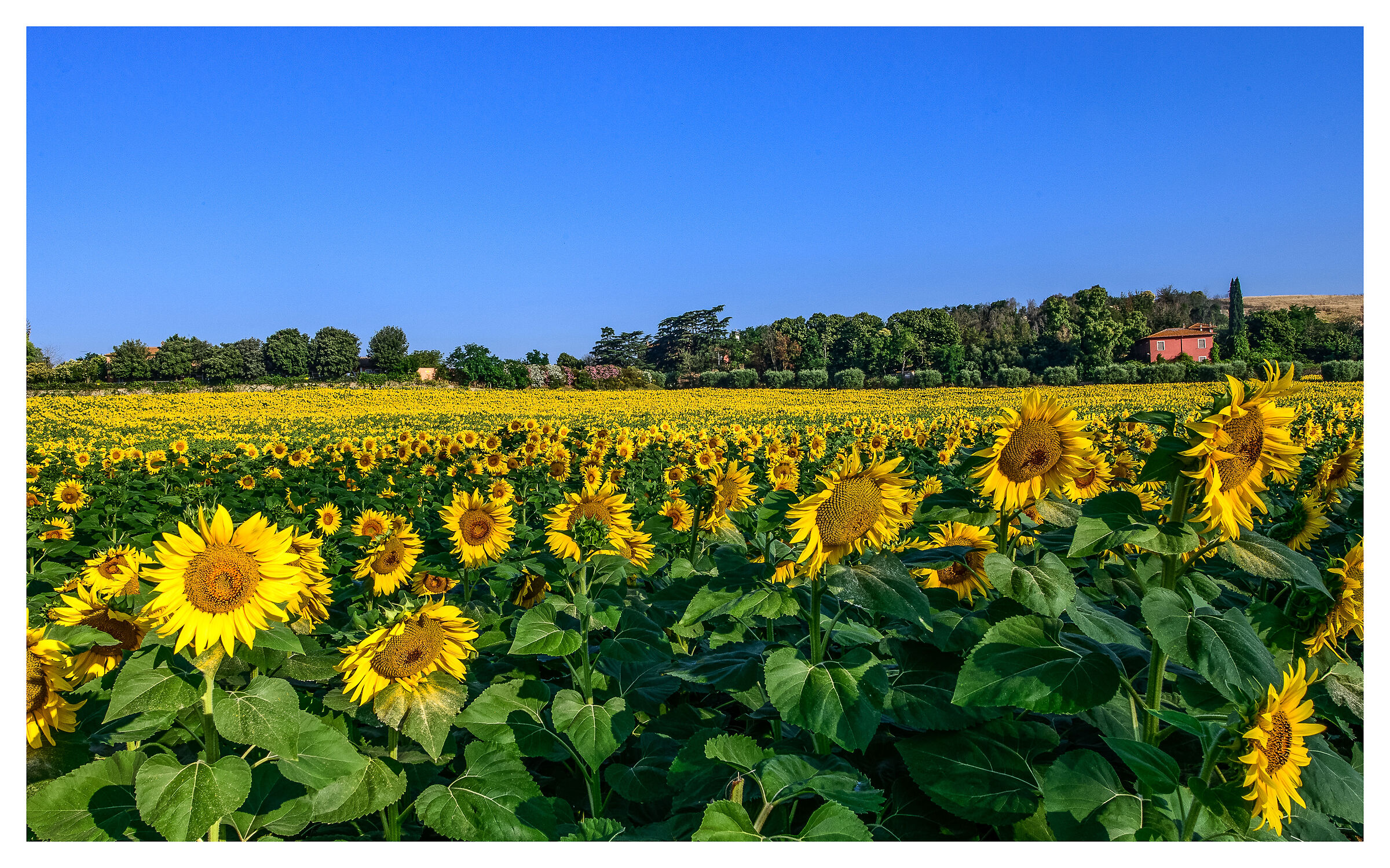 Per controbilanciare queste giornate umide e piovose.!!