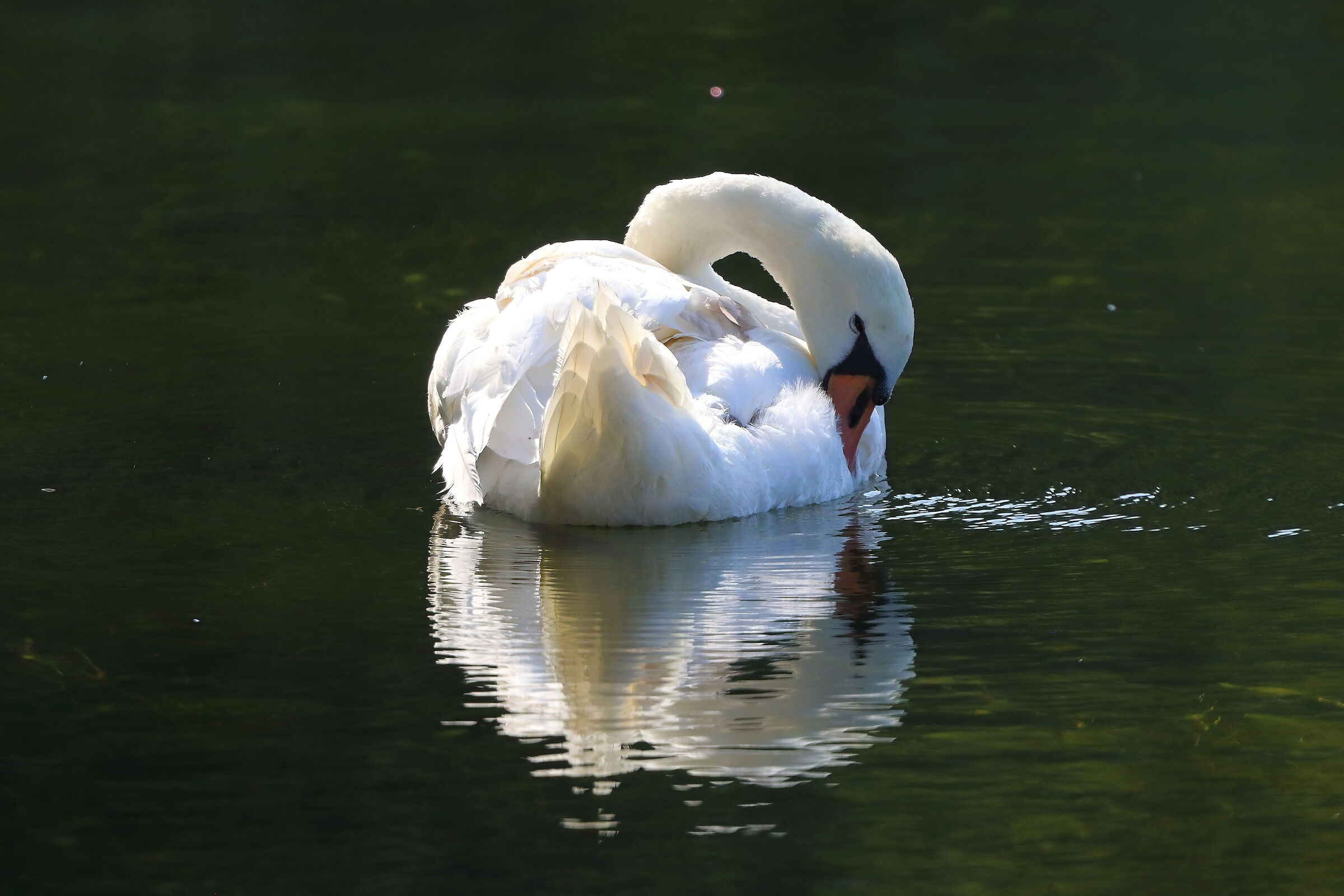 Cigno R 16 luglio 2025 - 0048