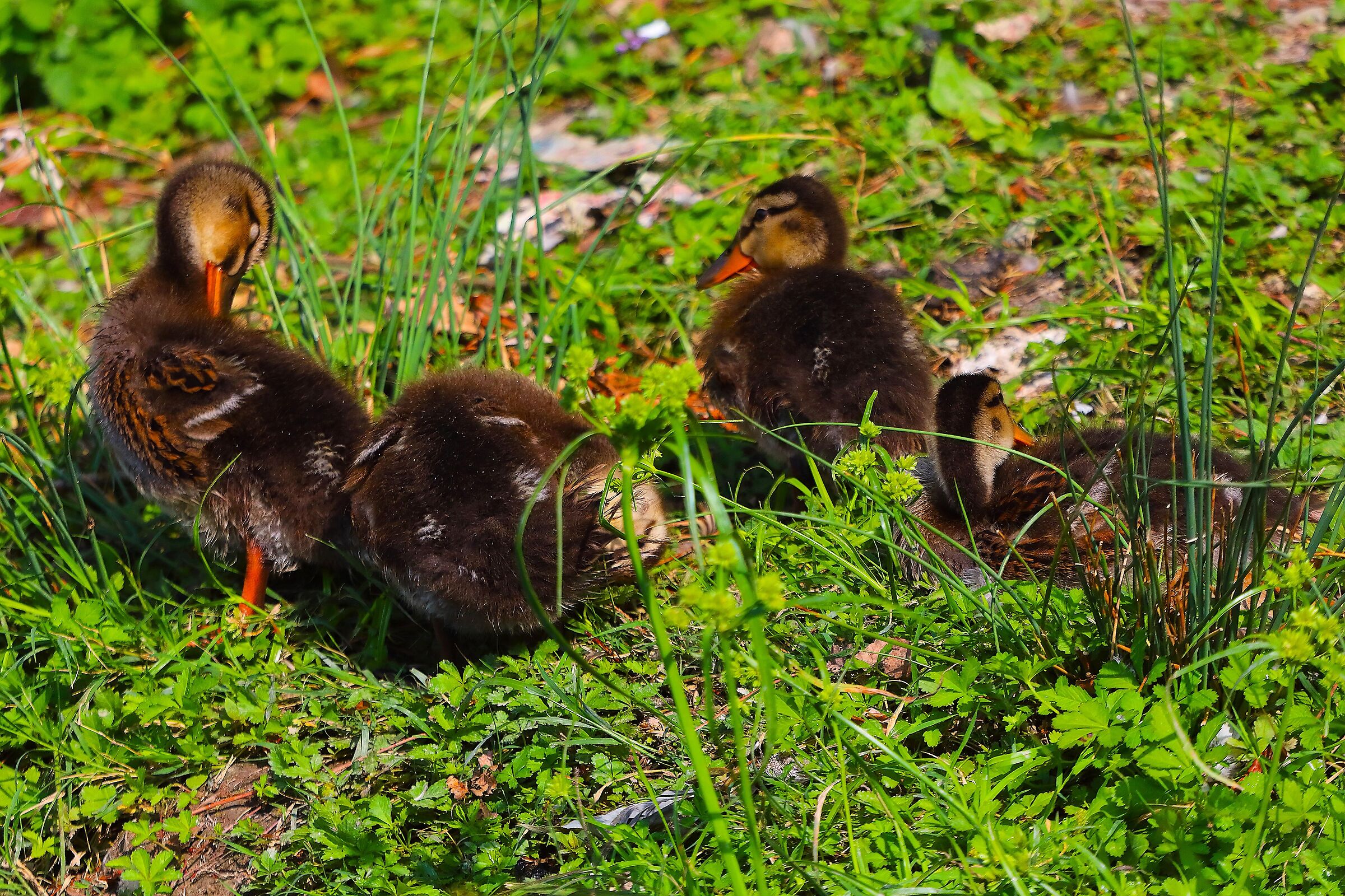 Anatroccoli 16 luglio 2025 - 0050