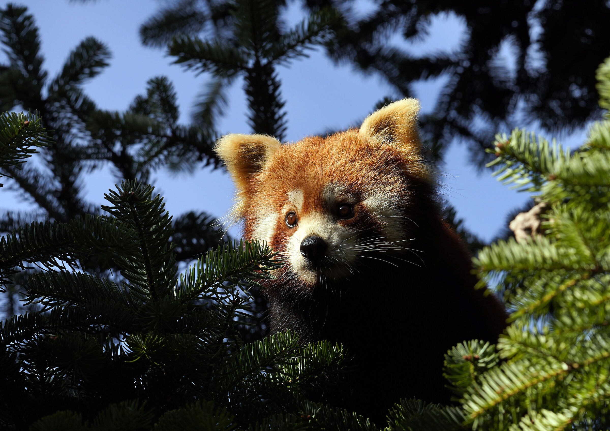 Panda rosso