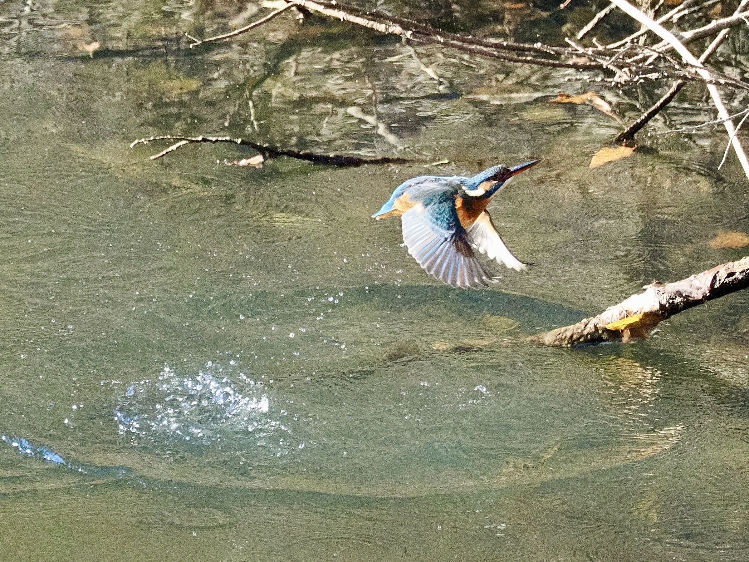 Kingfisher