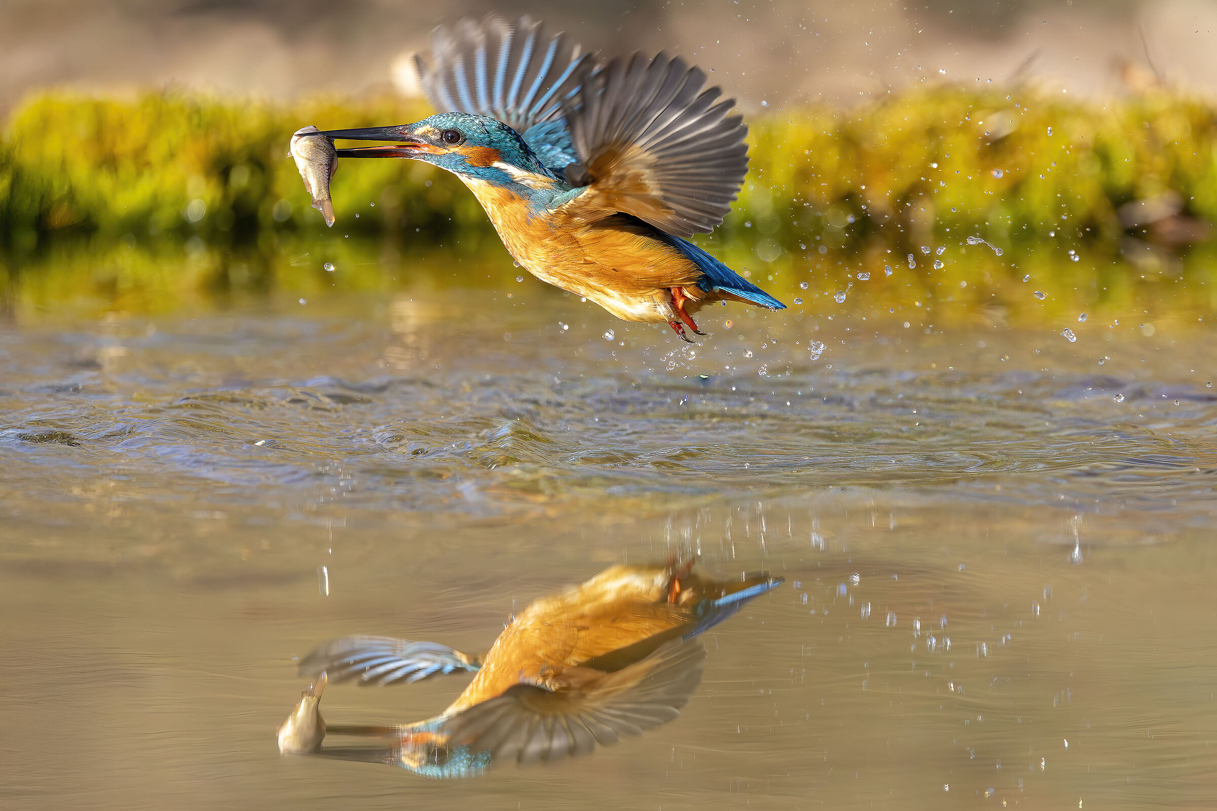 Martin pescatore oasi lipu di Gaggio
