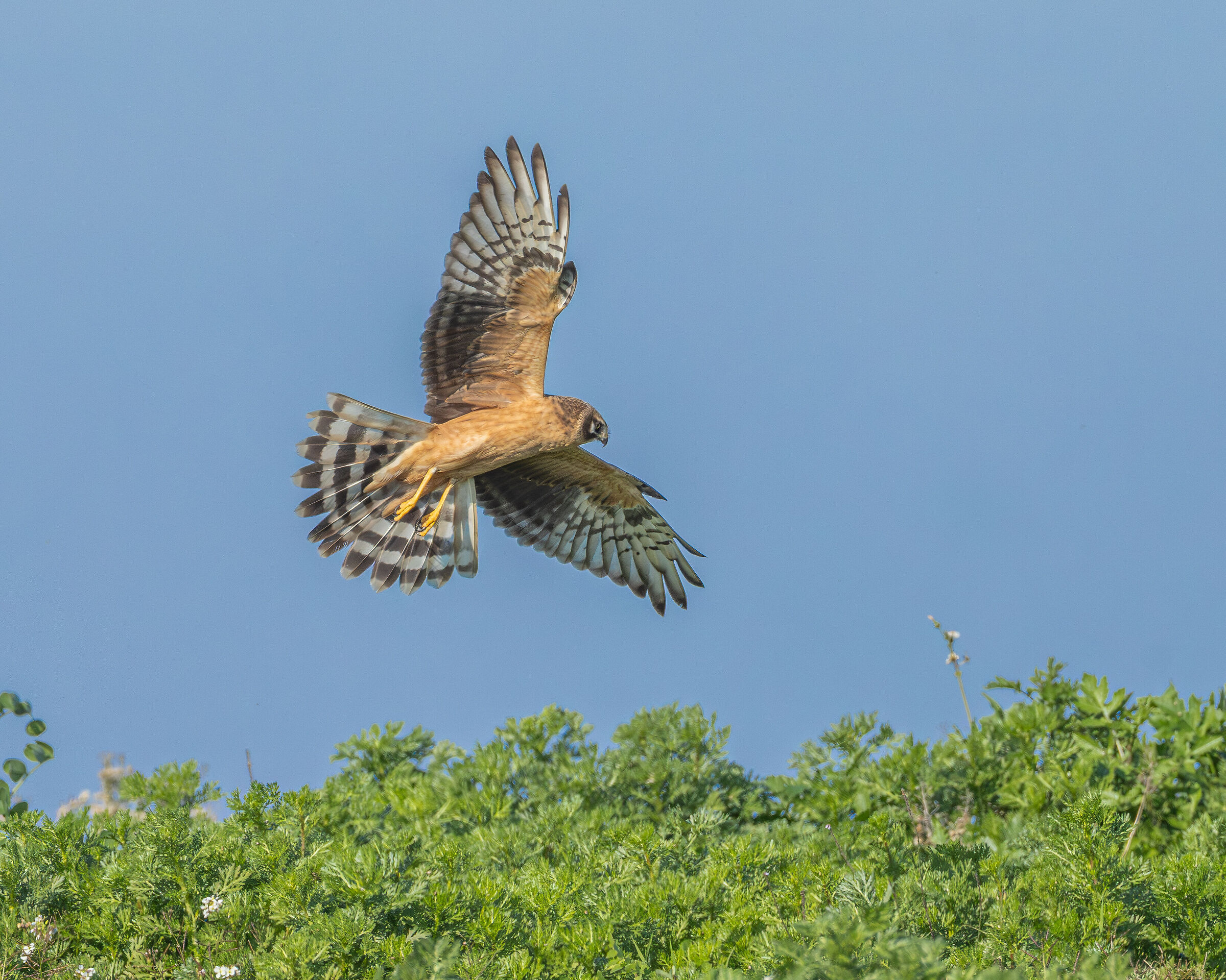 Albanella Juv