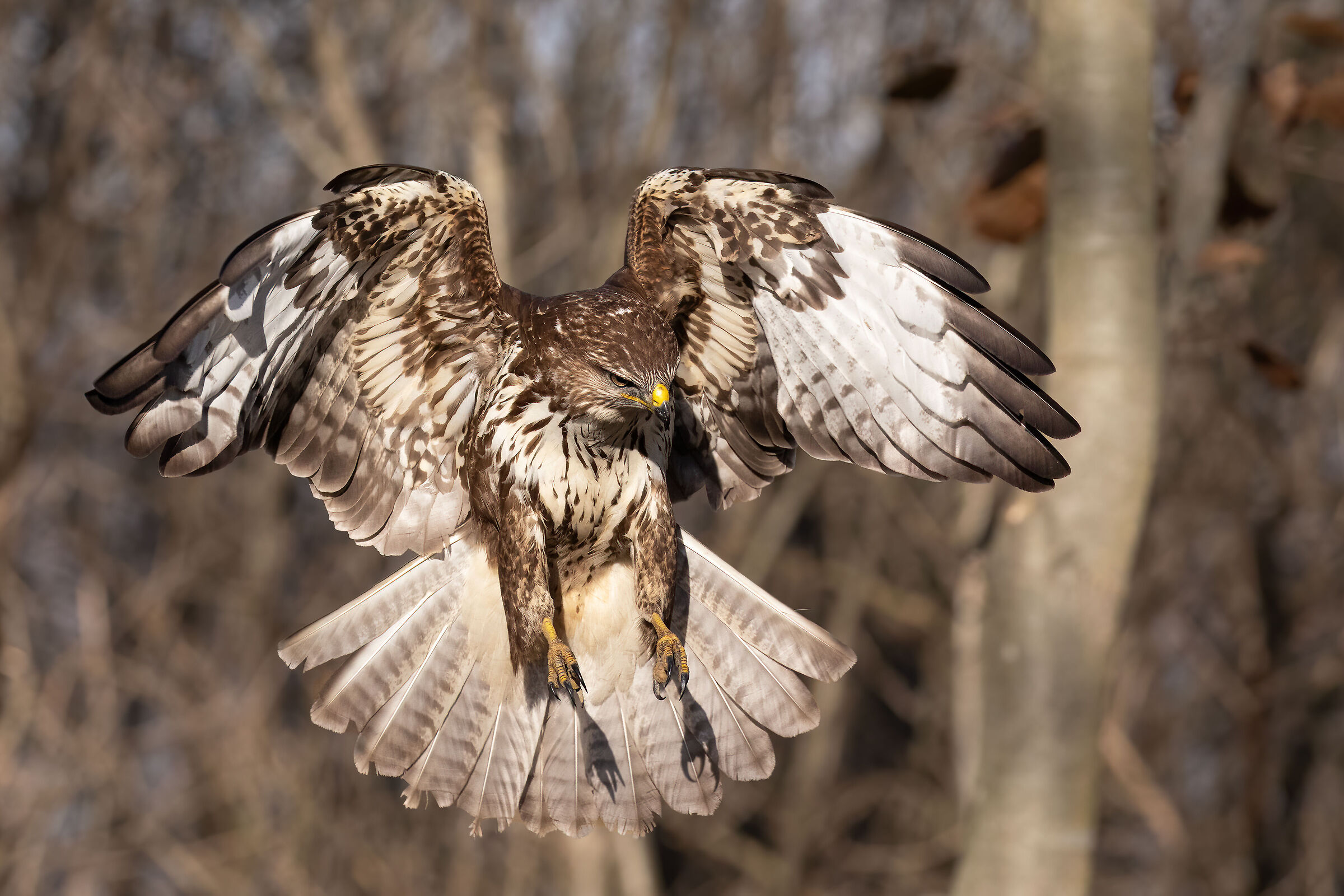 Buzzard