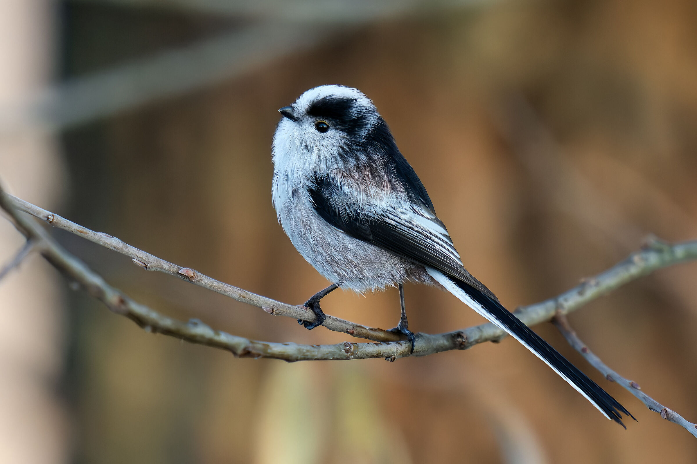 A beautiful little one