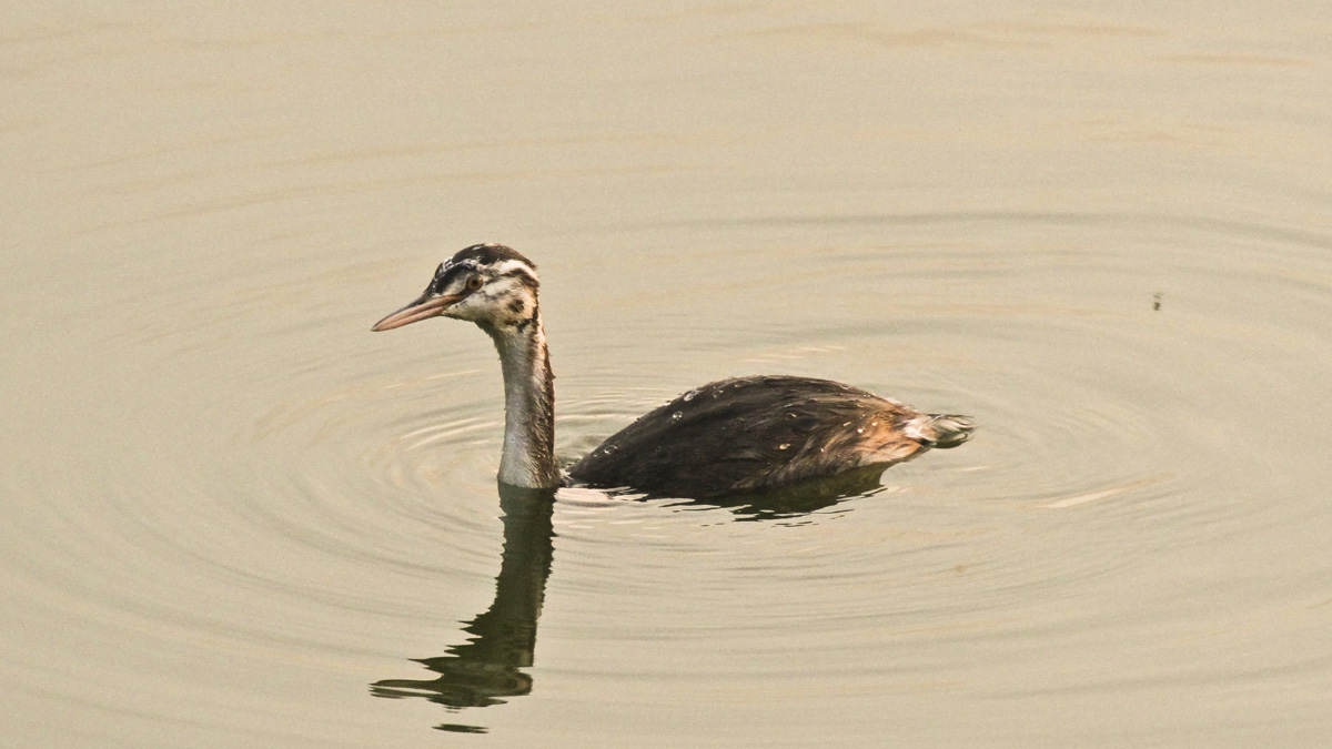 Svasso maggiore giovane