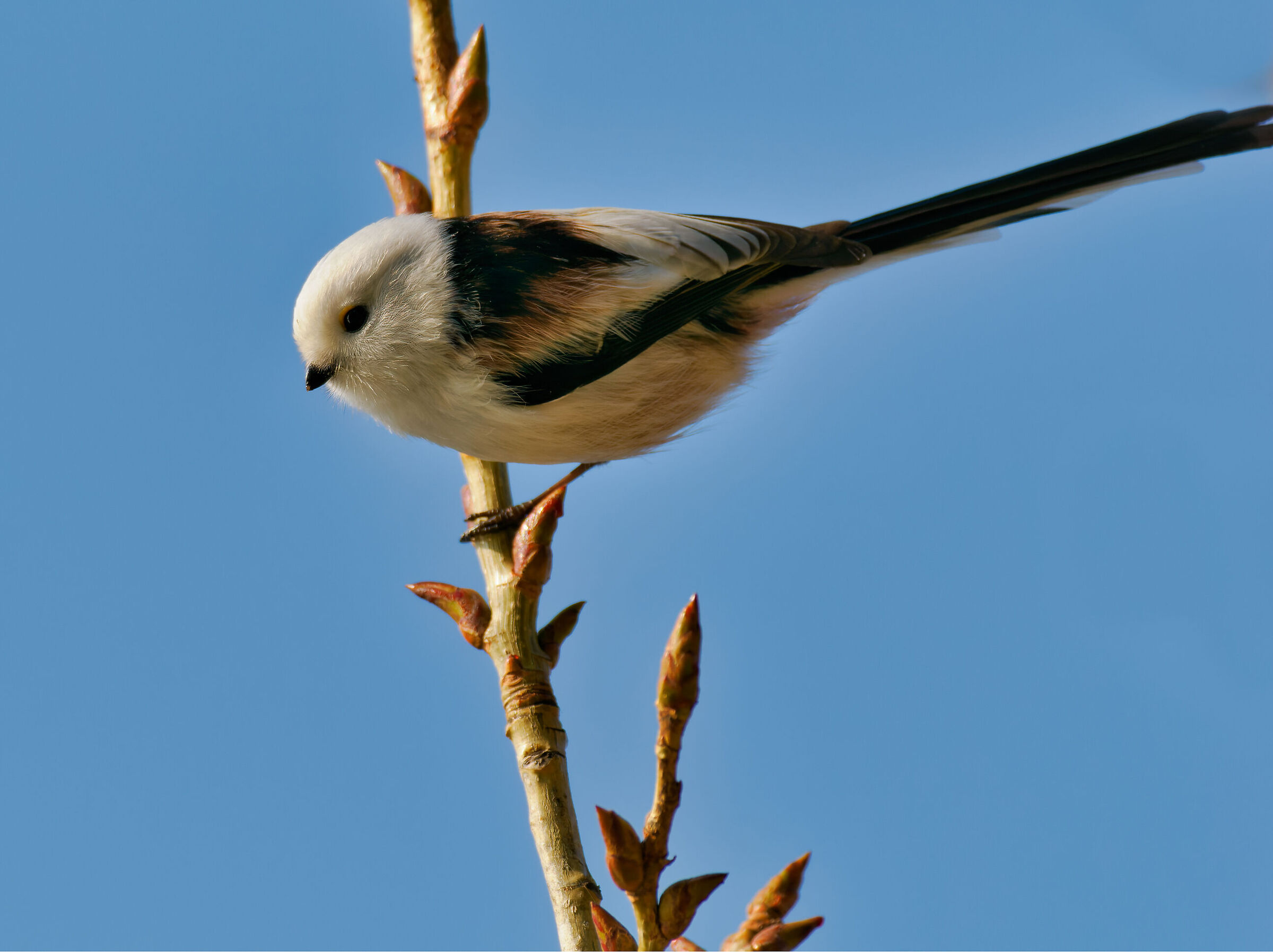White-headed Long-tailed
