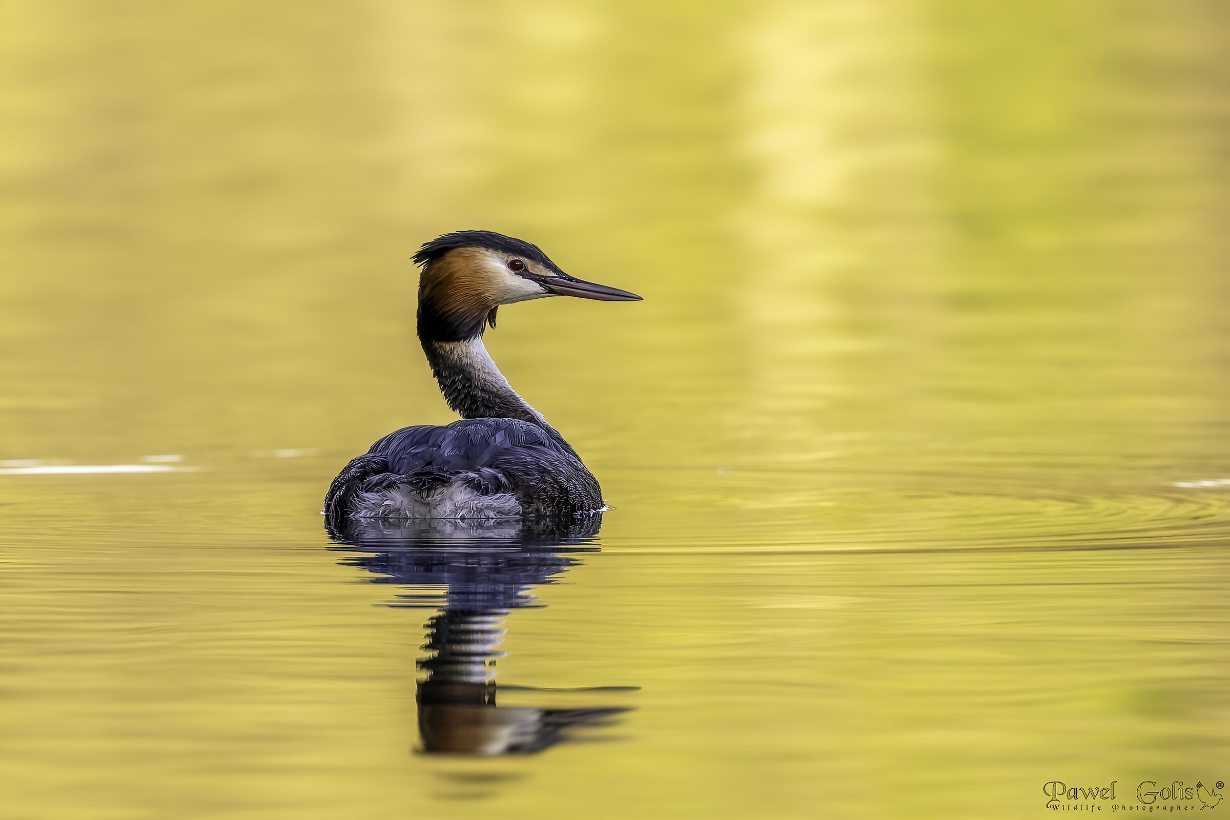 Svasso crestato maggiore (Podiceps cristatus)