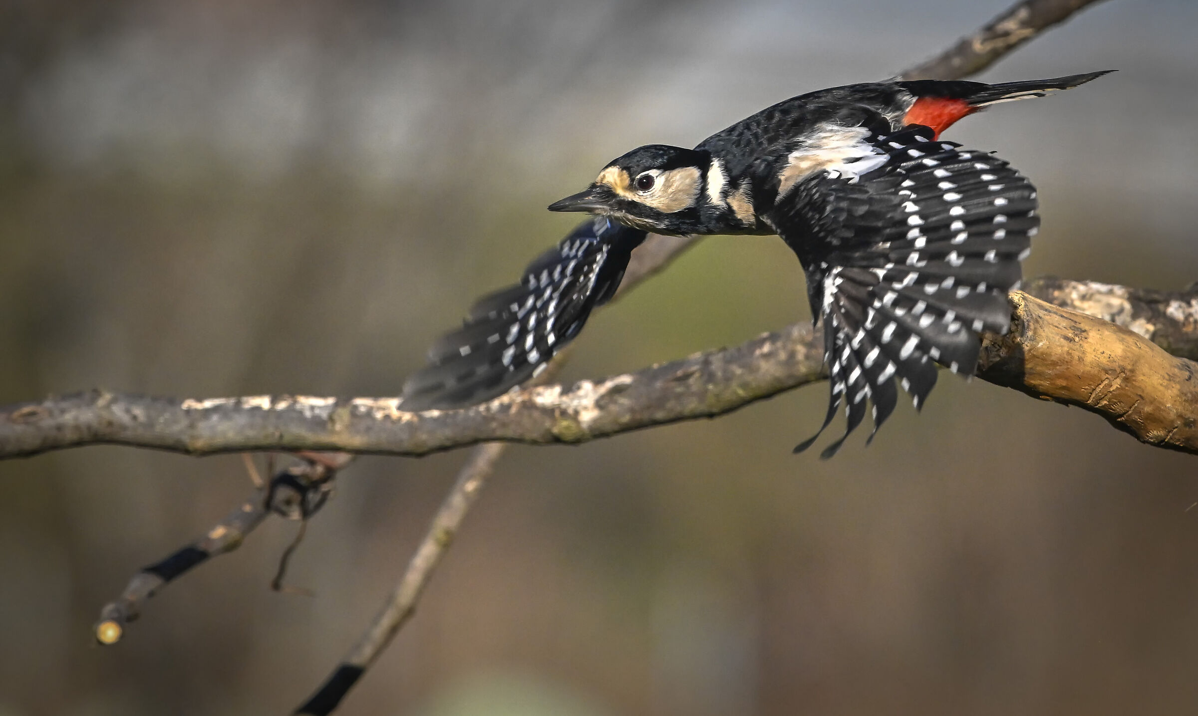 Spotted woodpecker #capannocora