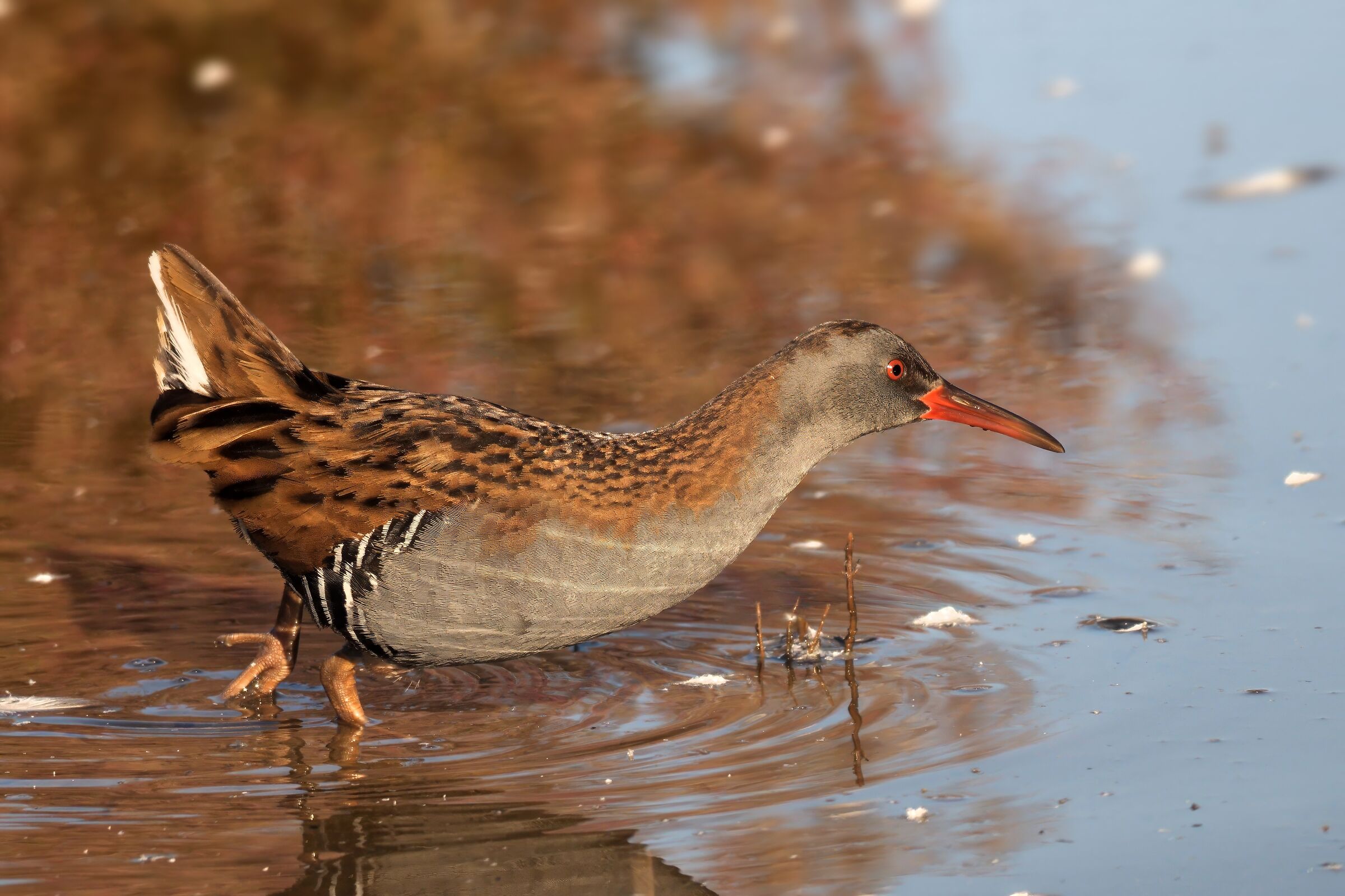 Water Rail (Rallus aquaticus)