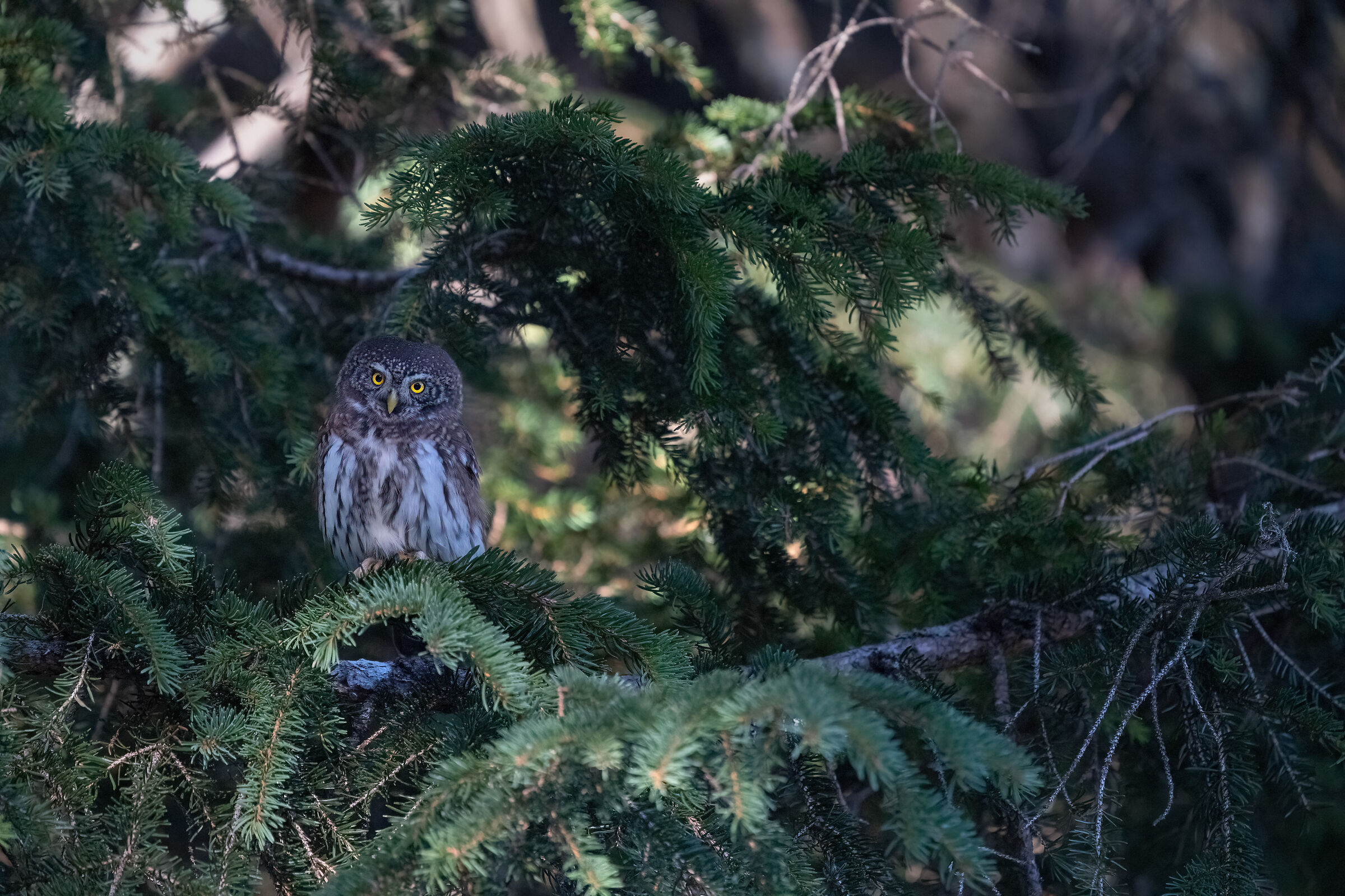 Dwarf Owl