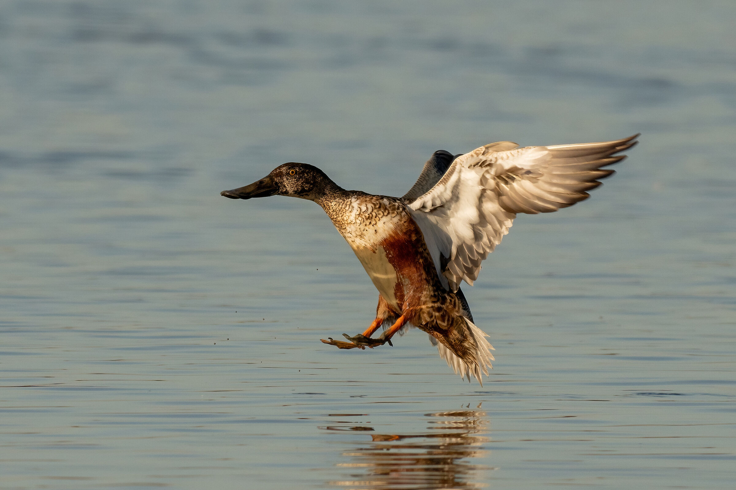 Maschio di Mestolone con piumaggio eclissale