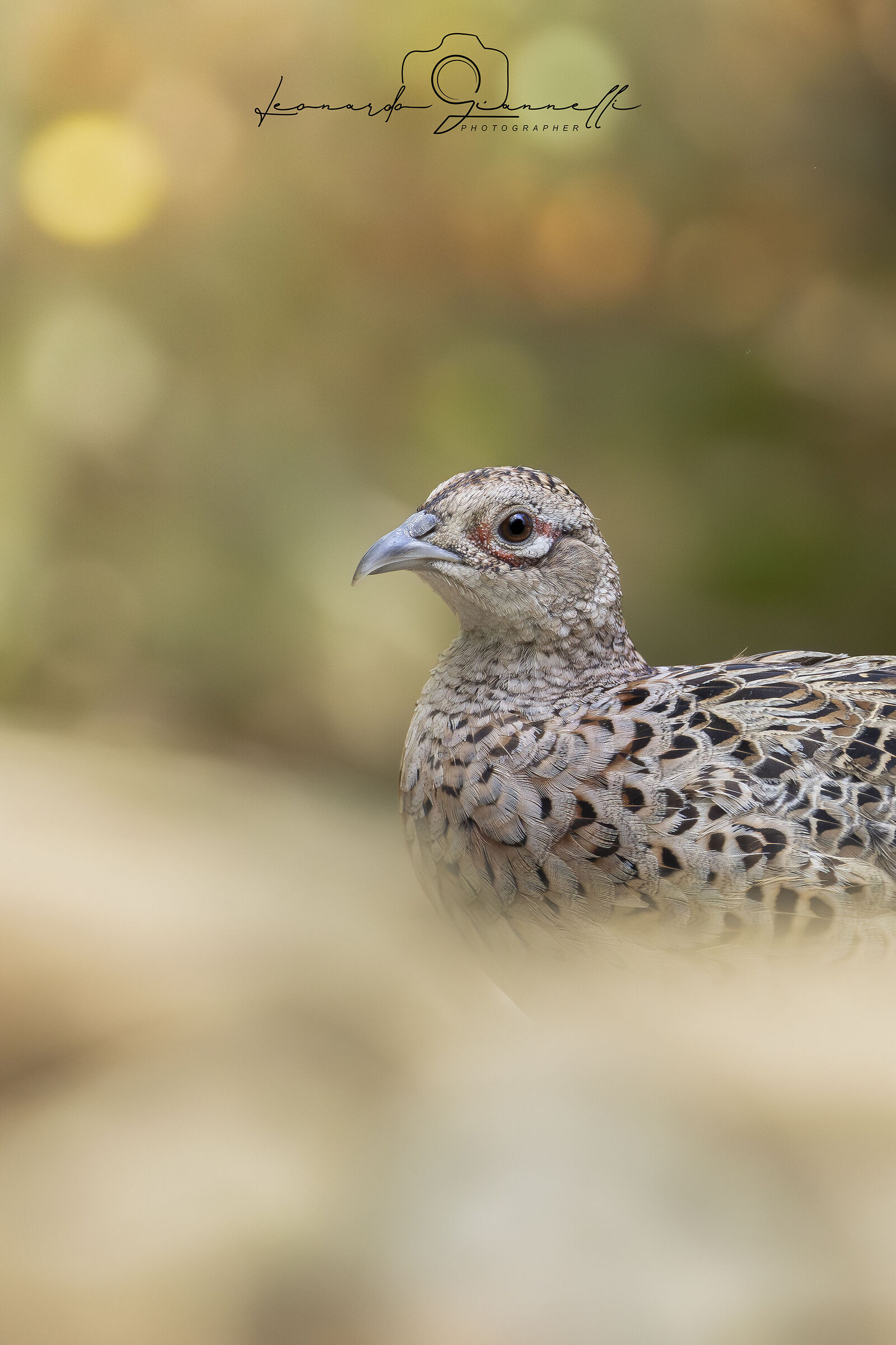 Common pheasant (Phasianus colchicus)