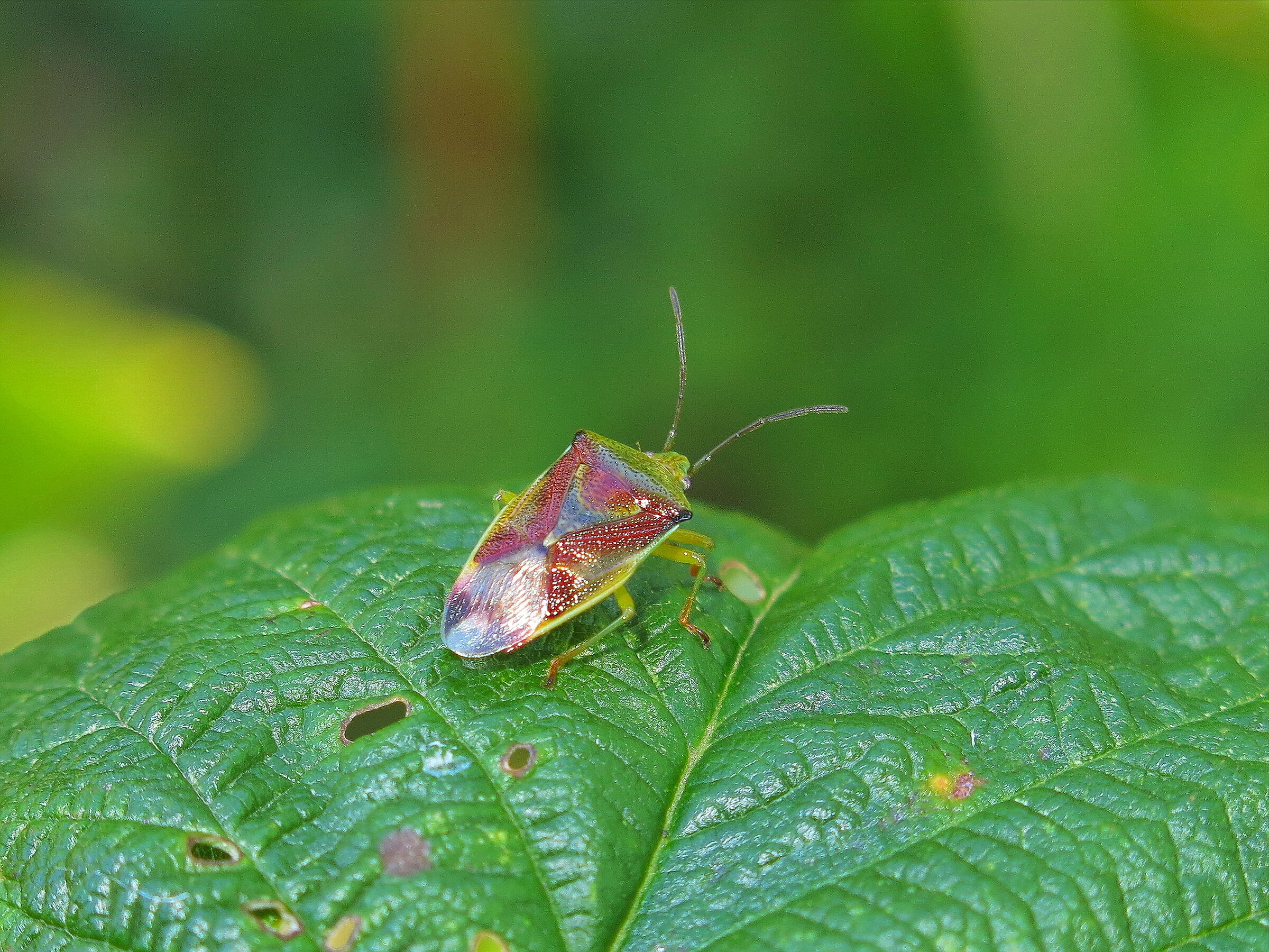 Elasmostethus minor