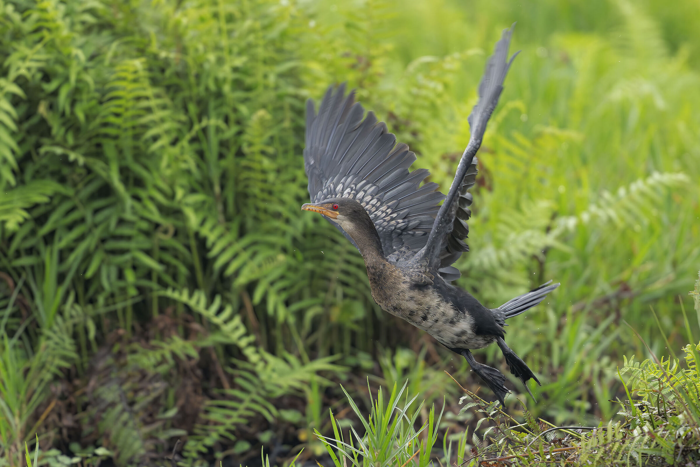 Long-tailed Cormorant