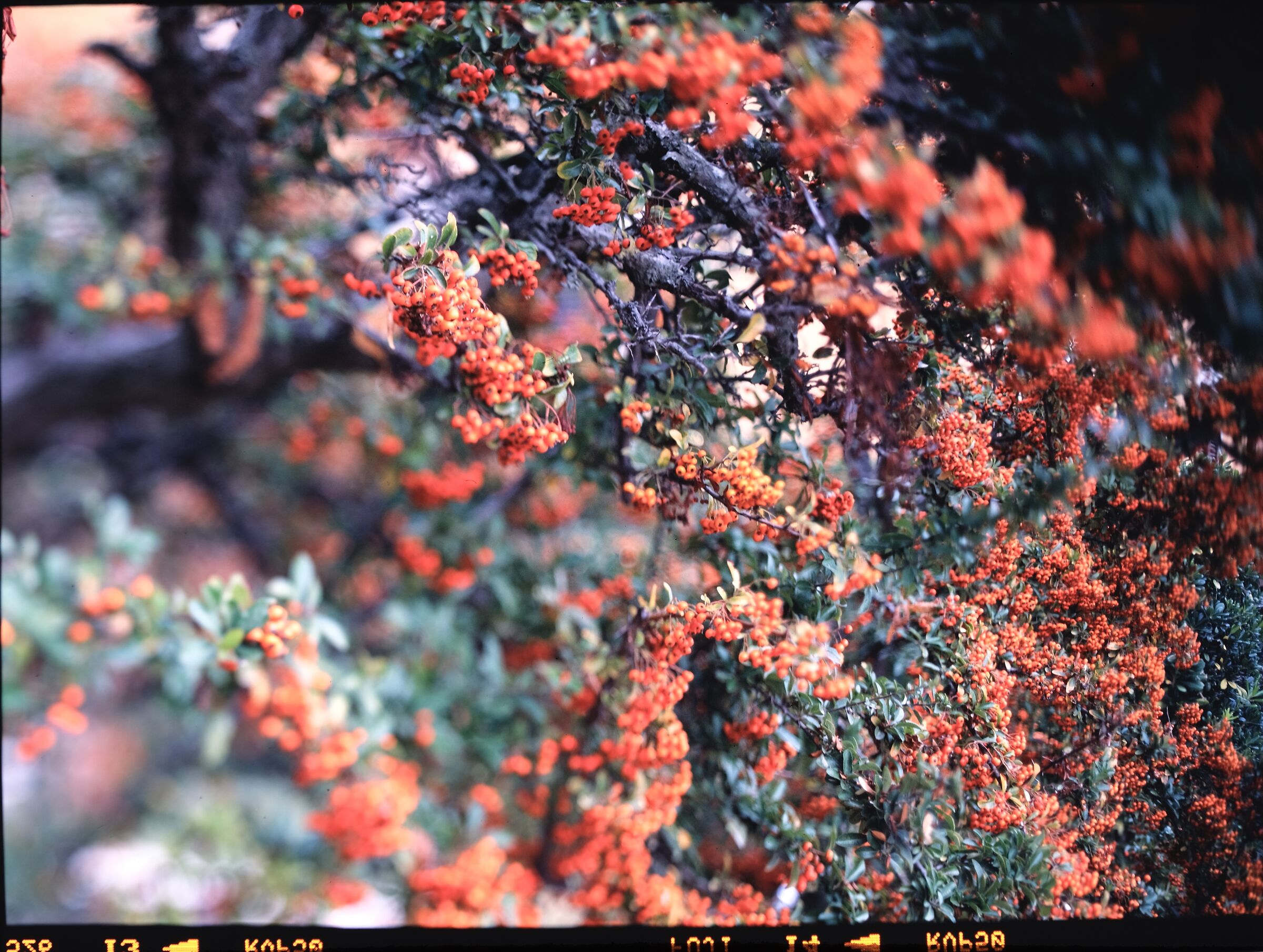 GX680 115 f3.2 Velvia 50