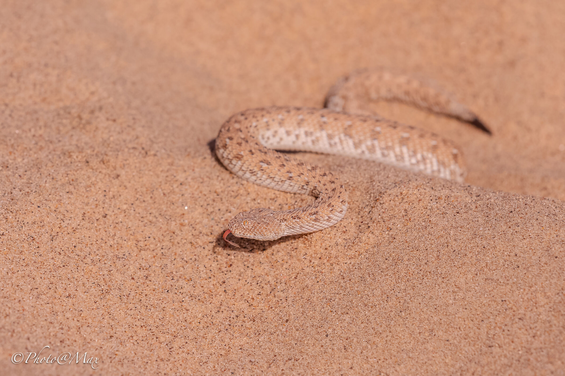 Vipera del deserto