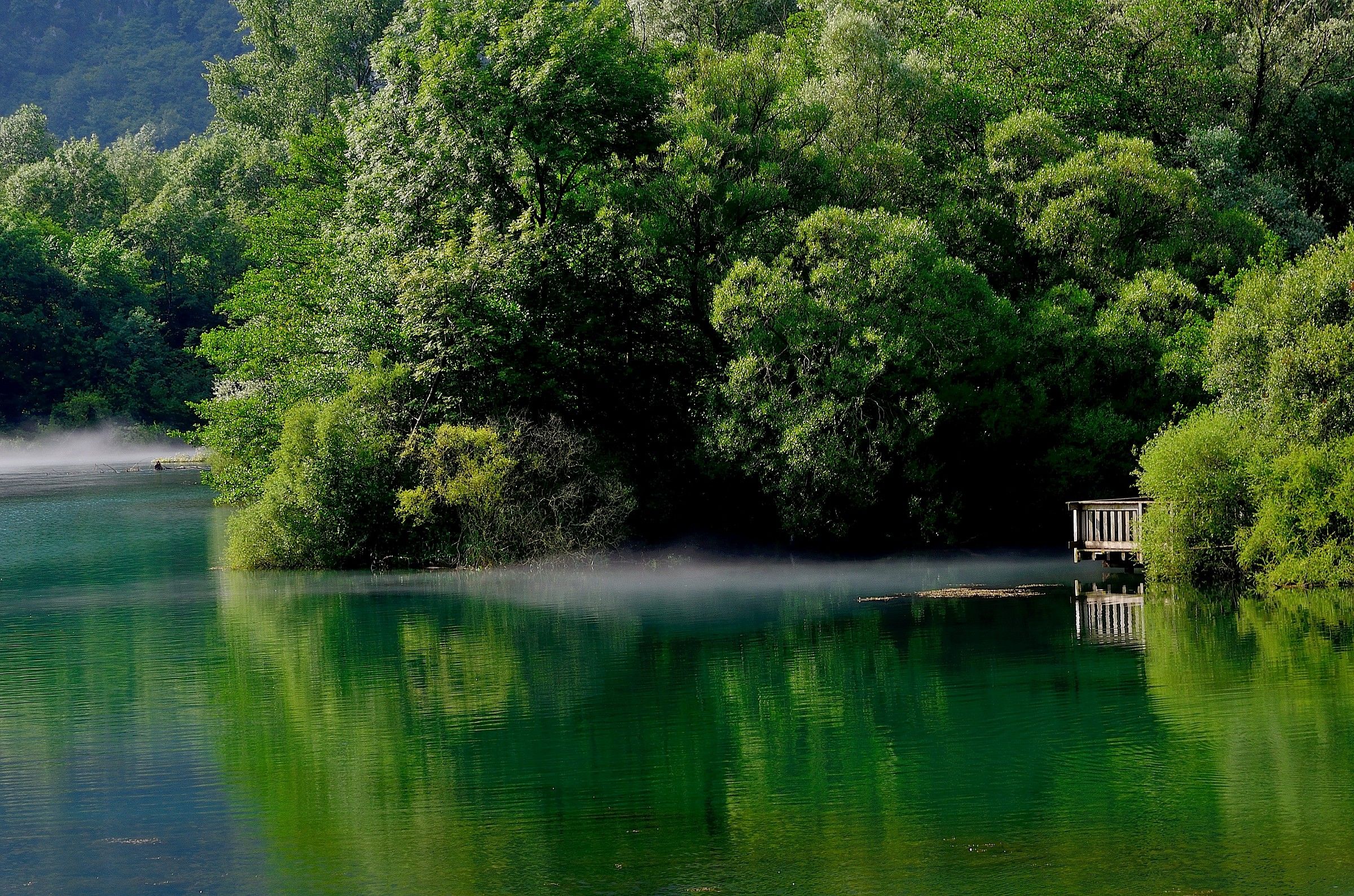 explosion of green in early summer