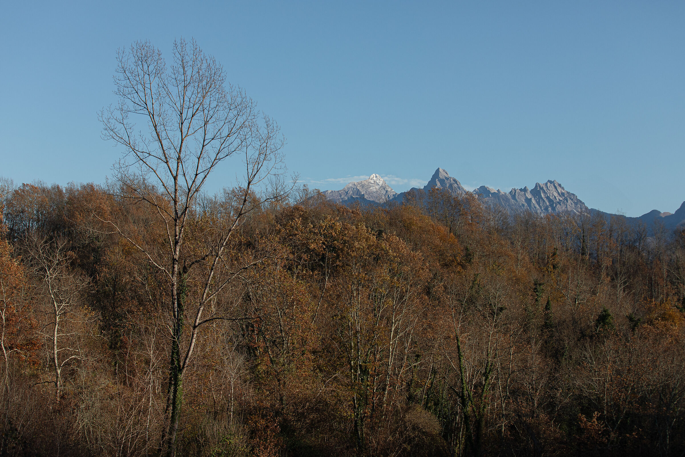 Bird's lace from Valenza