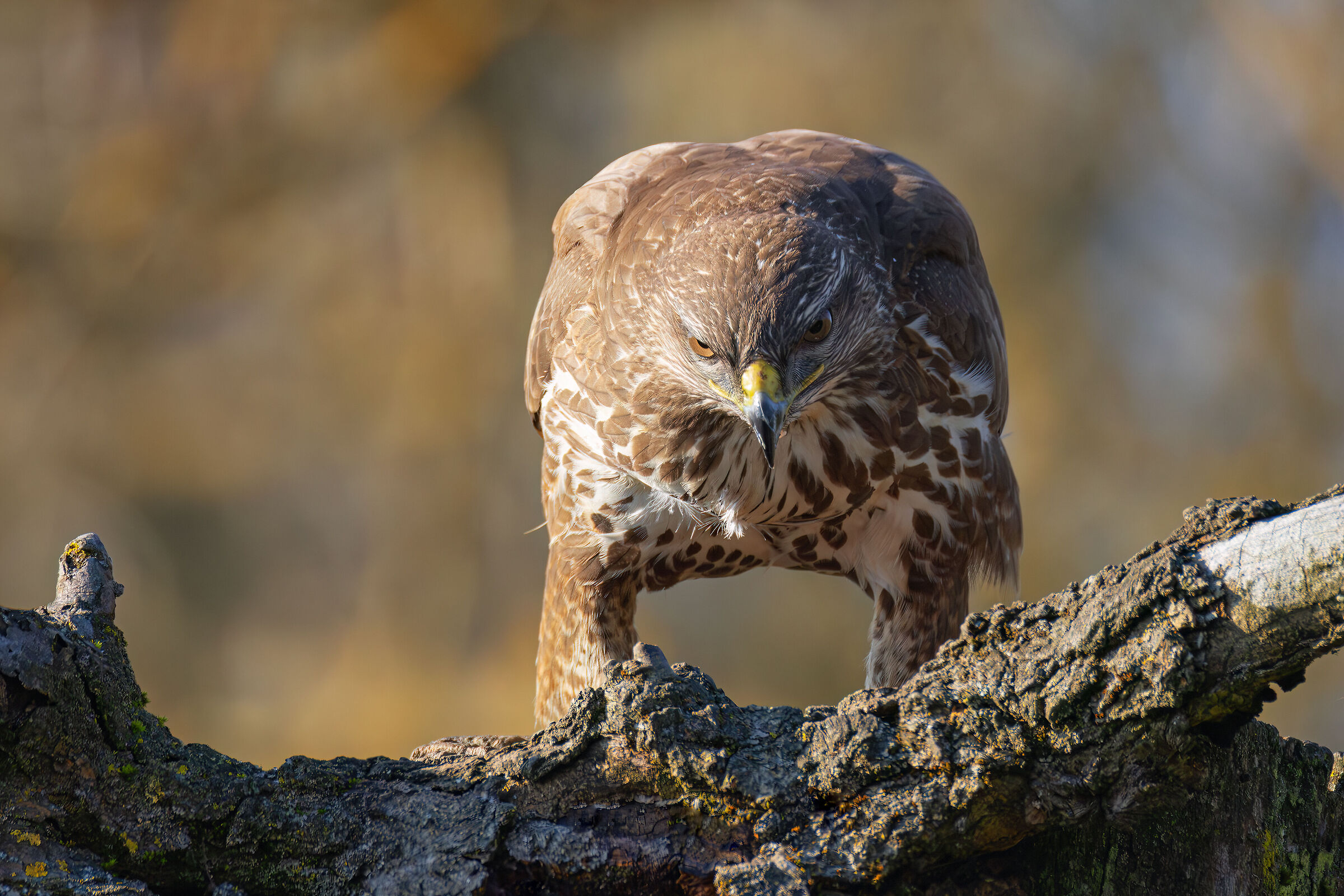 Buzzard