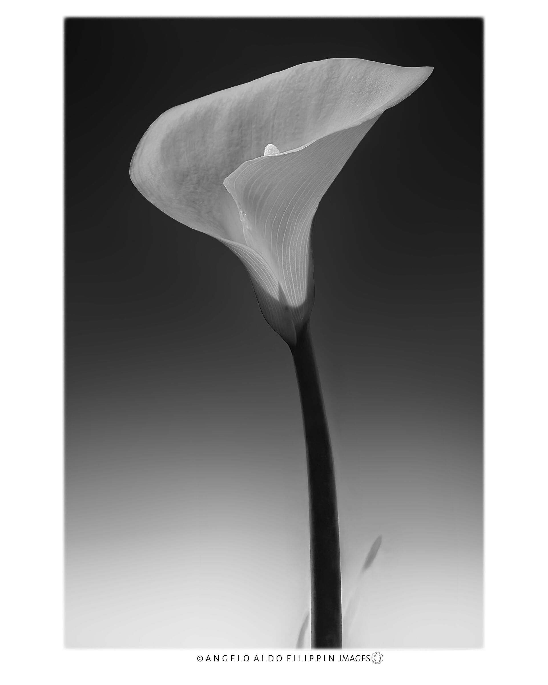 Calla 2008