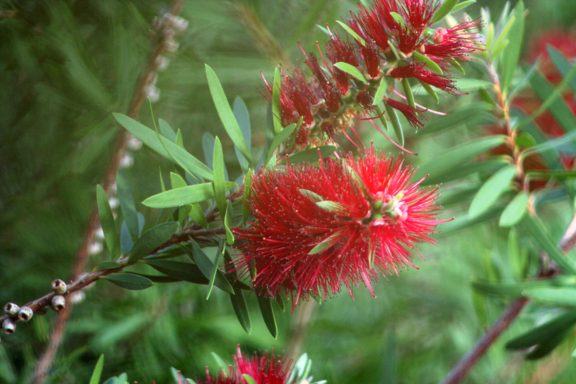 Callistemon