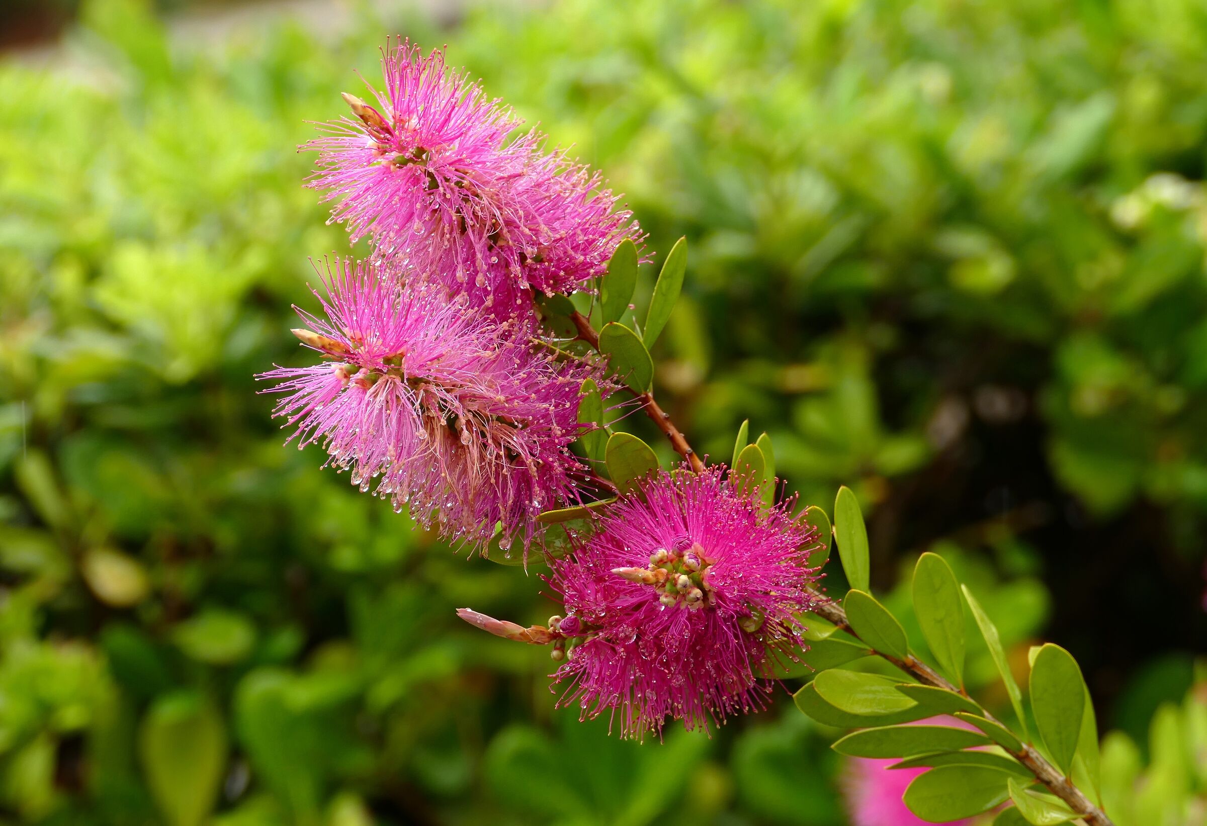 Flower ...........