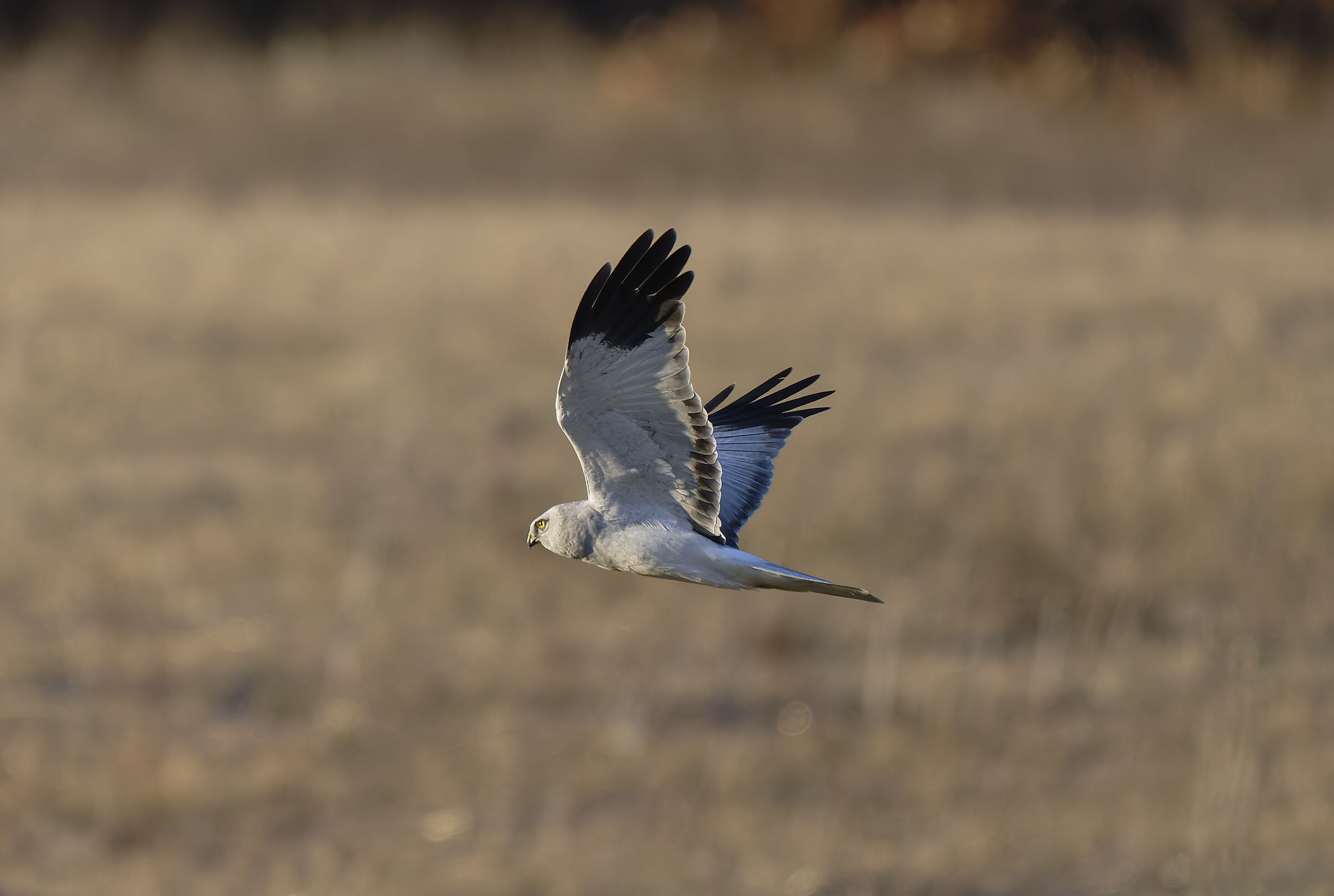 Male hen harrier