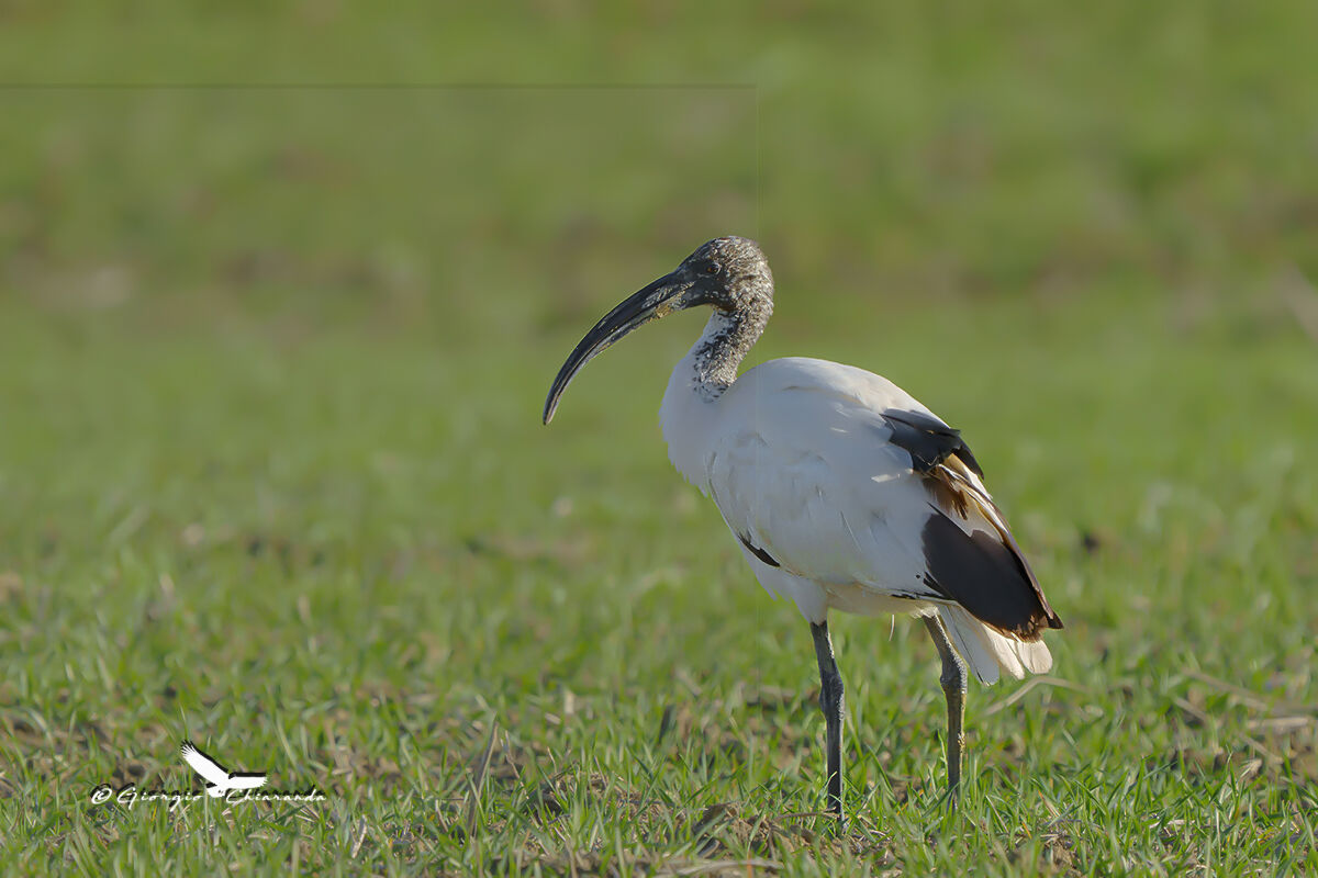 Sacred Ibis (Threskiornis aethiopicus)