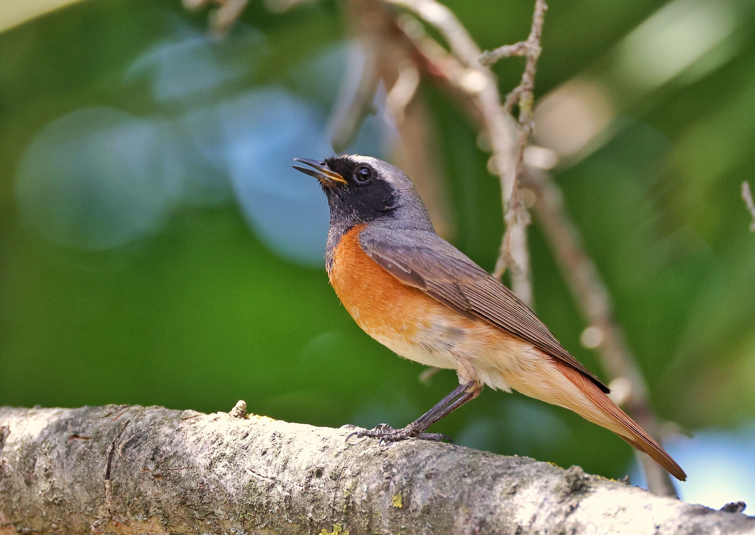 Phoenicurus phoenicurus &male;