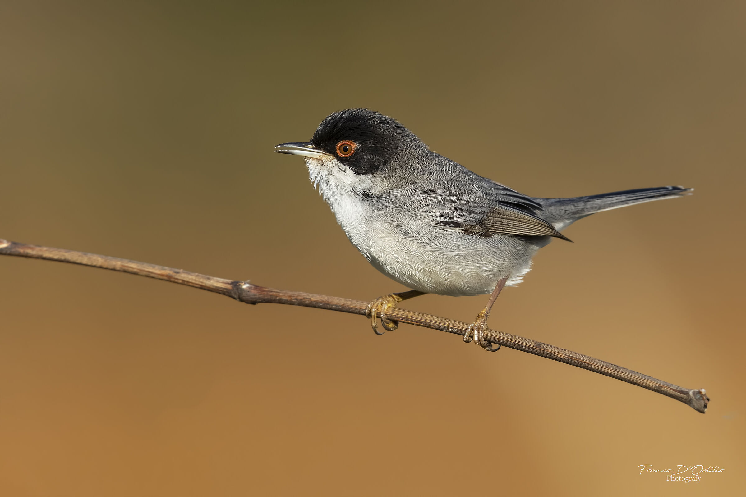 Occhiocotto