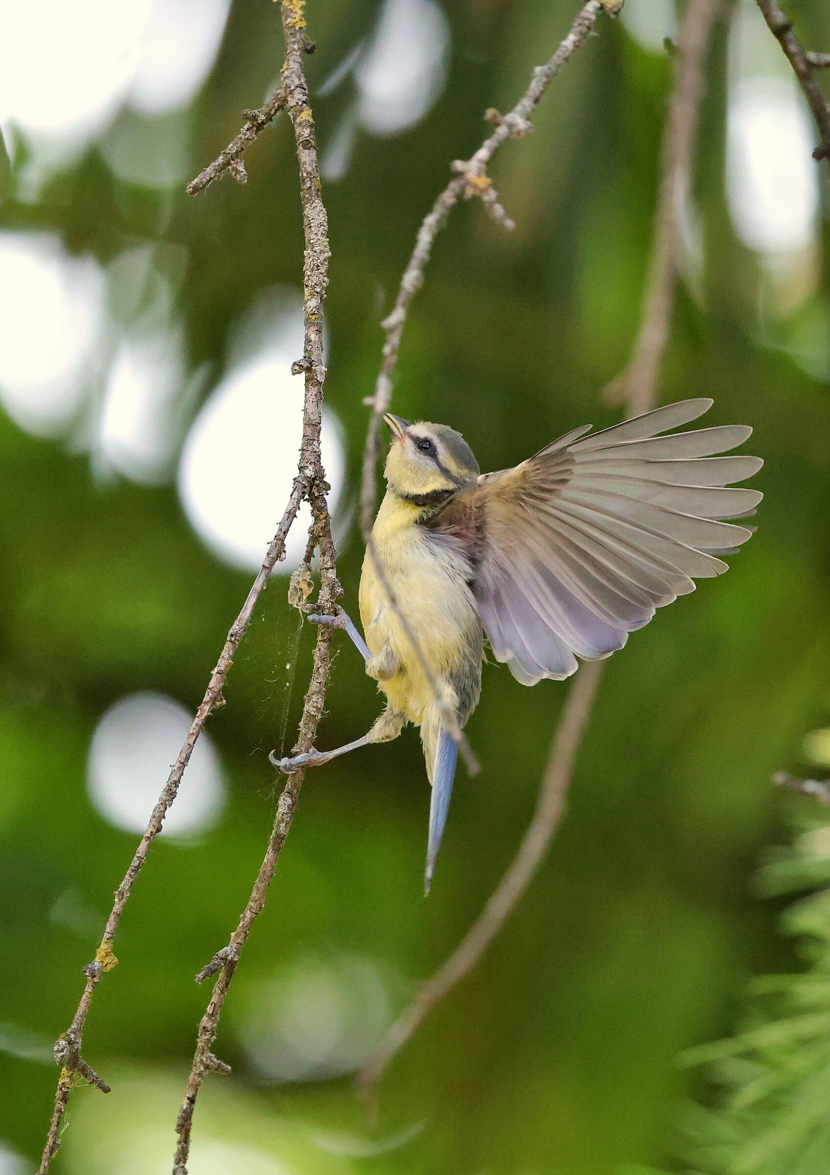 Parus major