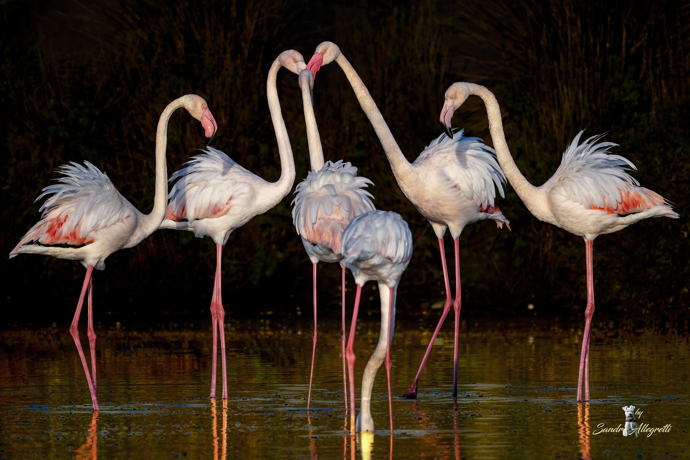 The pink flamingo (Phoenicopterus roseus)