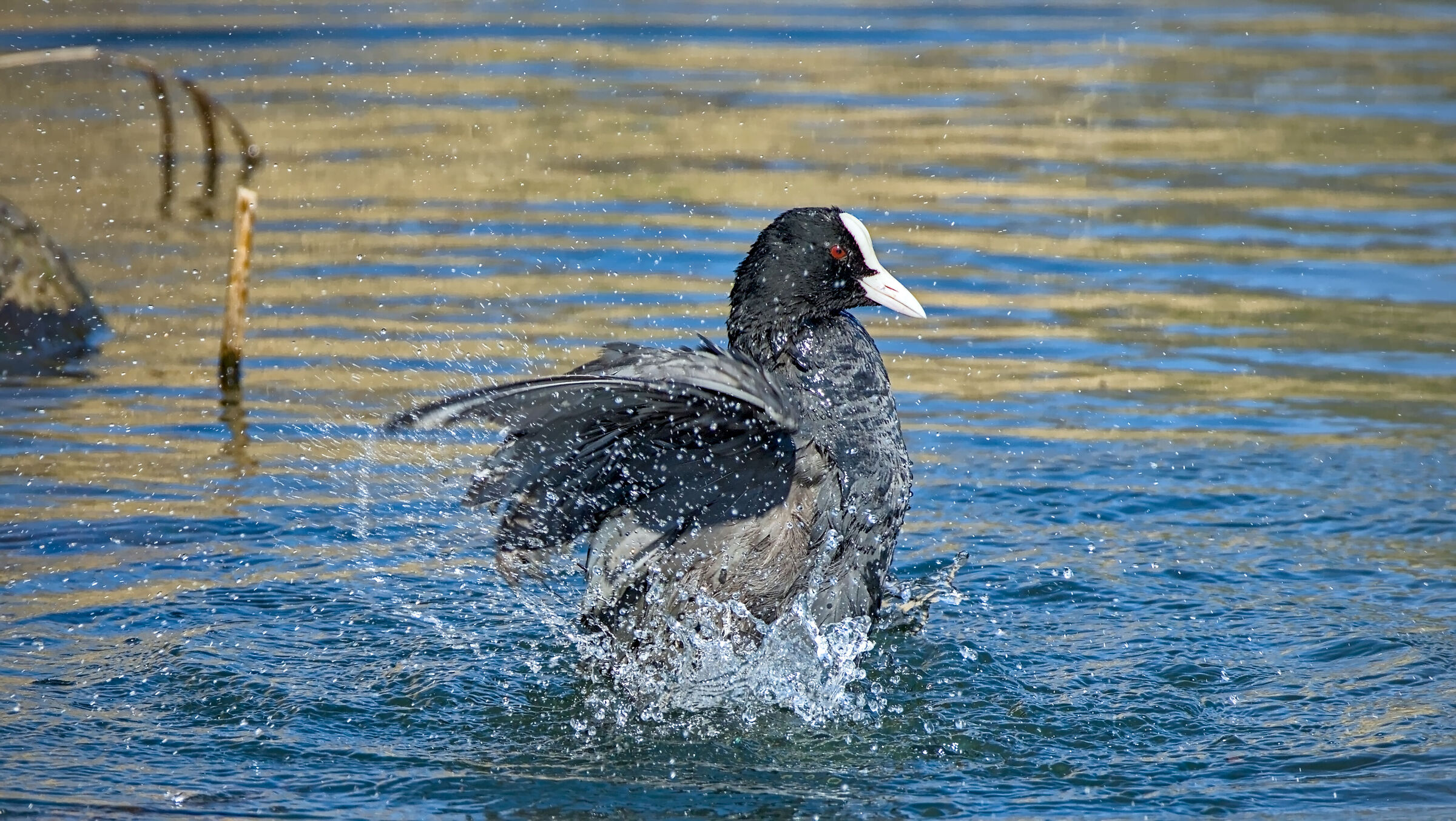 Coot