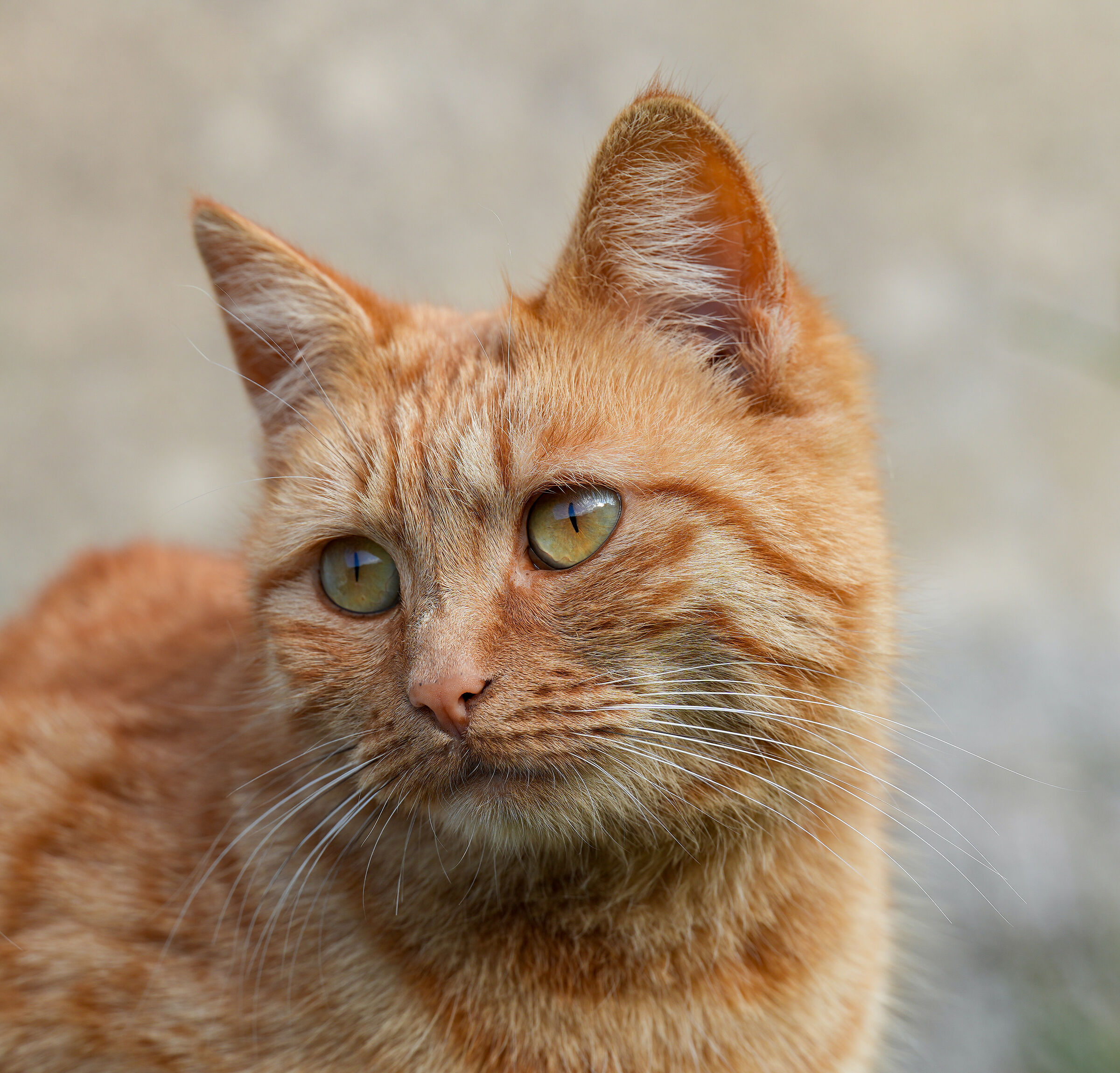 My Cat