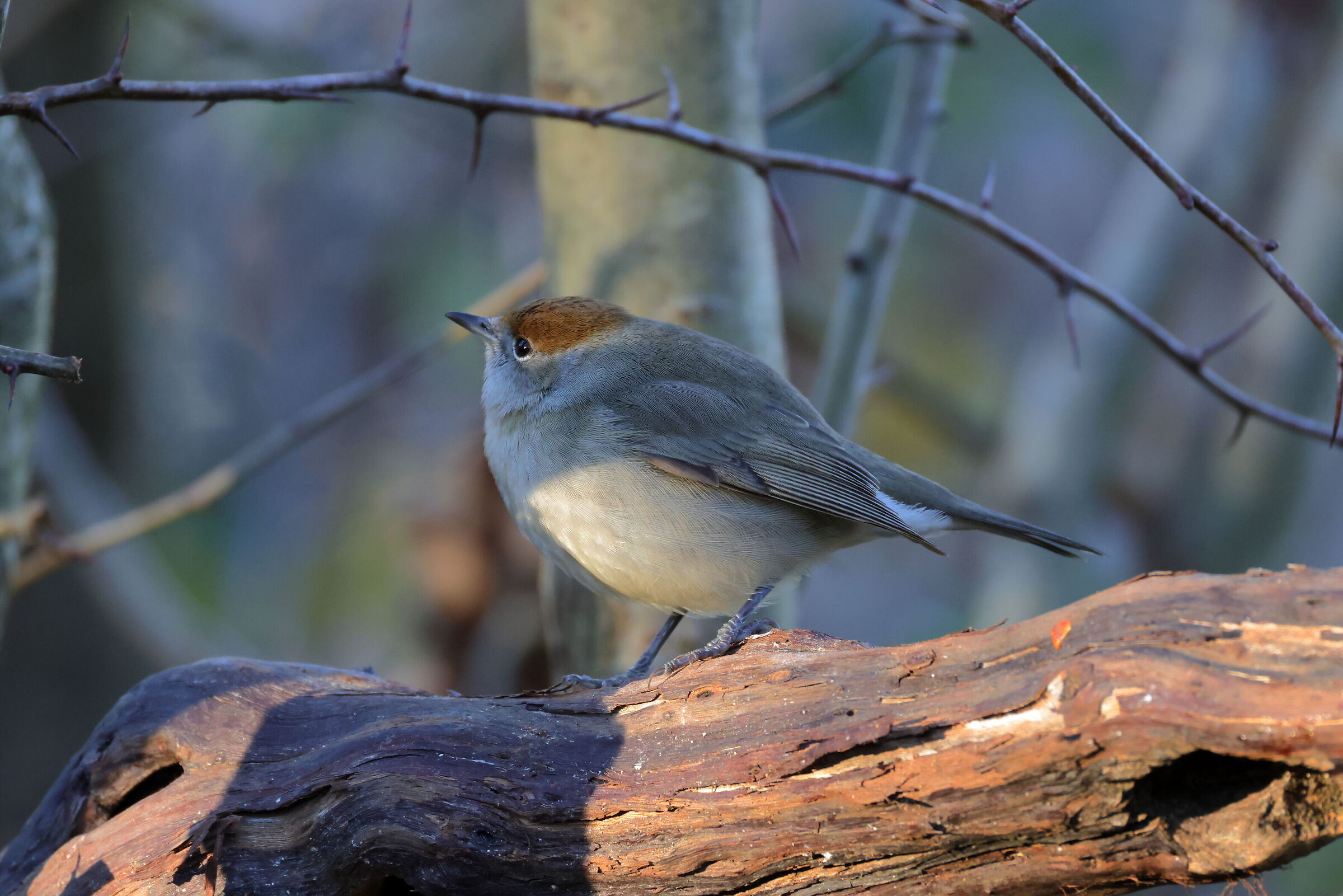 Female Blackcap