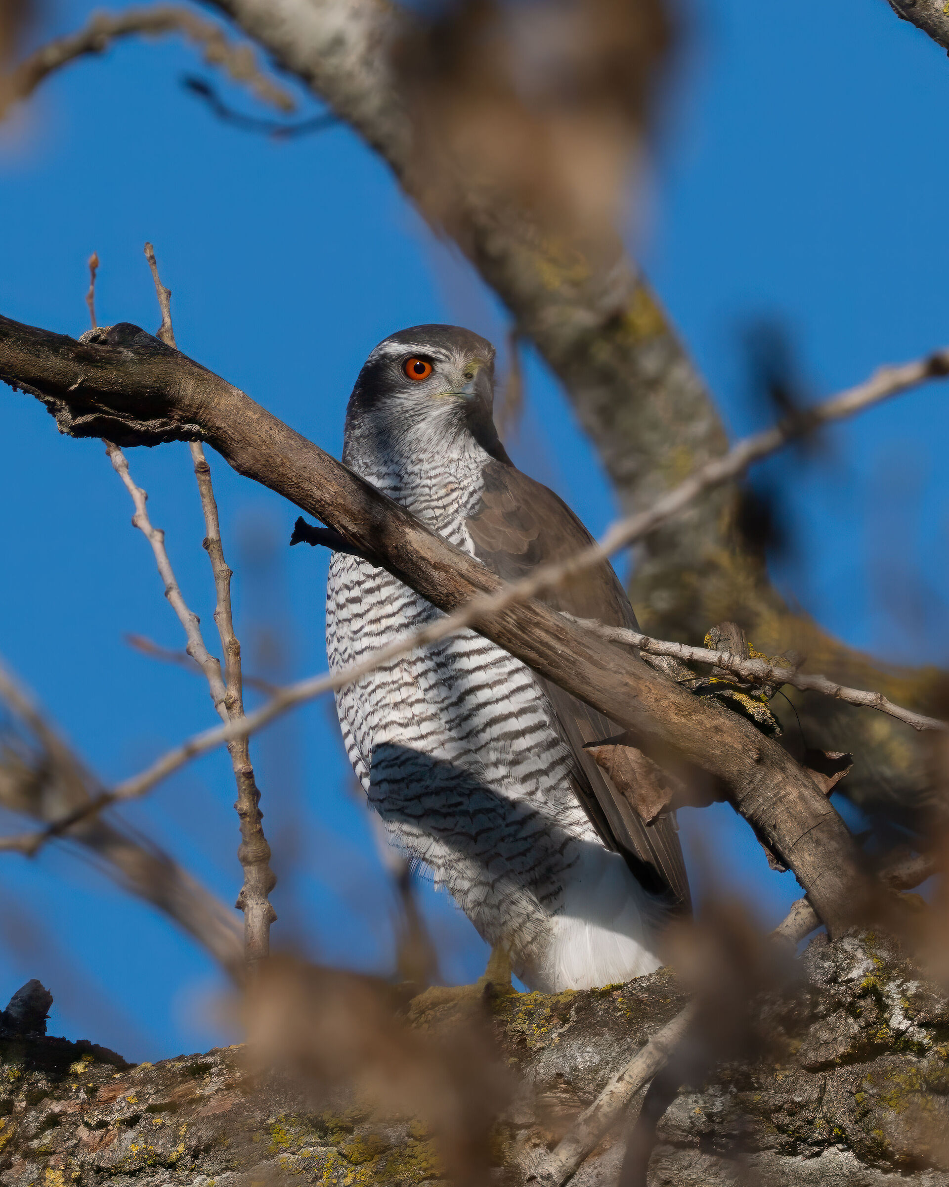 Goshawk