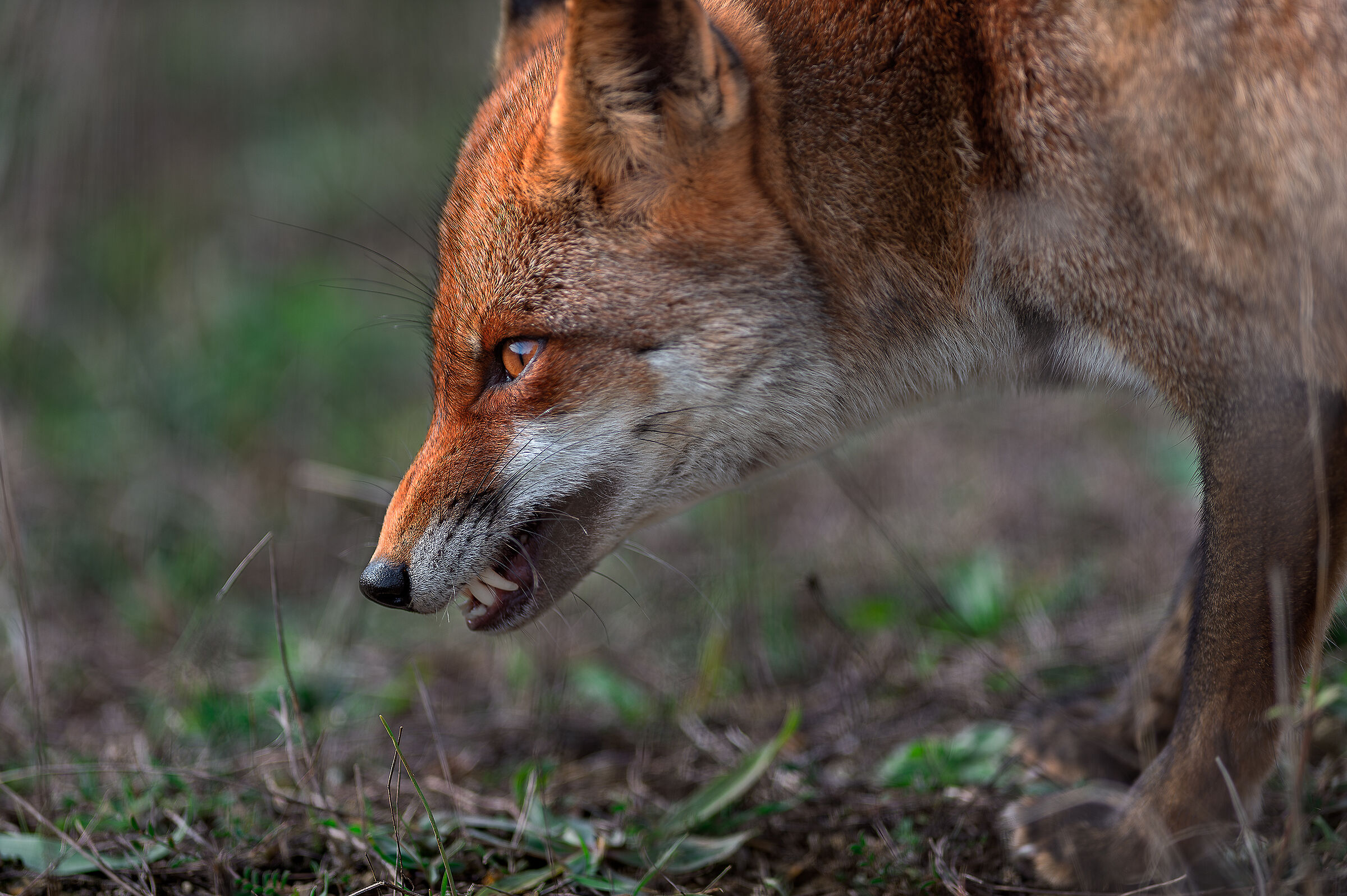 Angry Fox