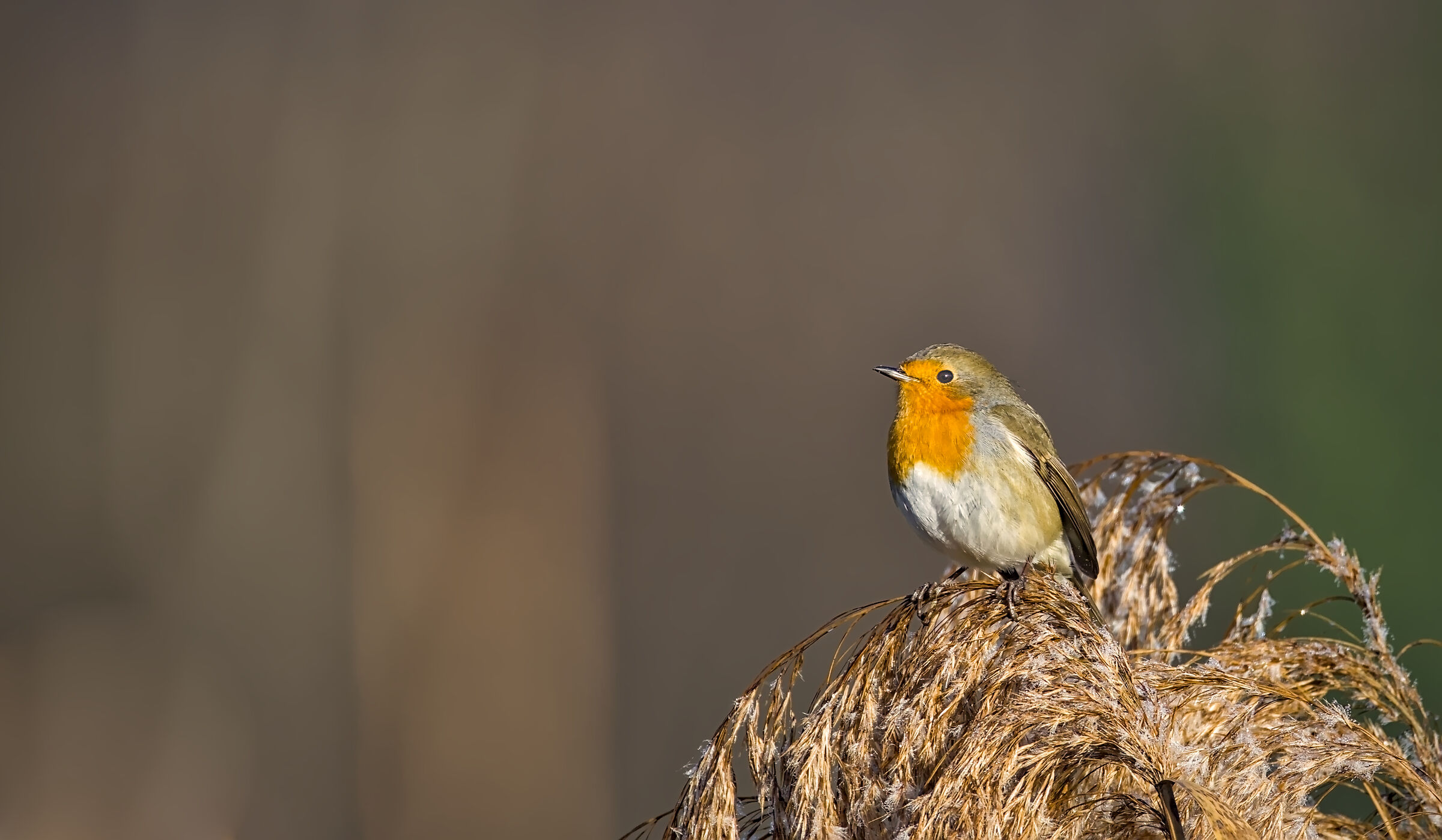 Robin