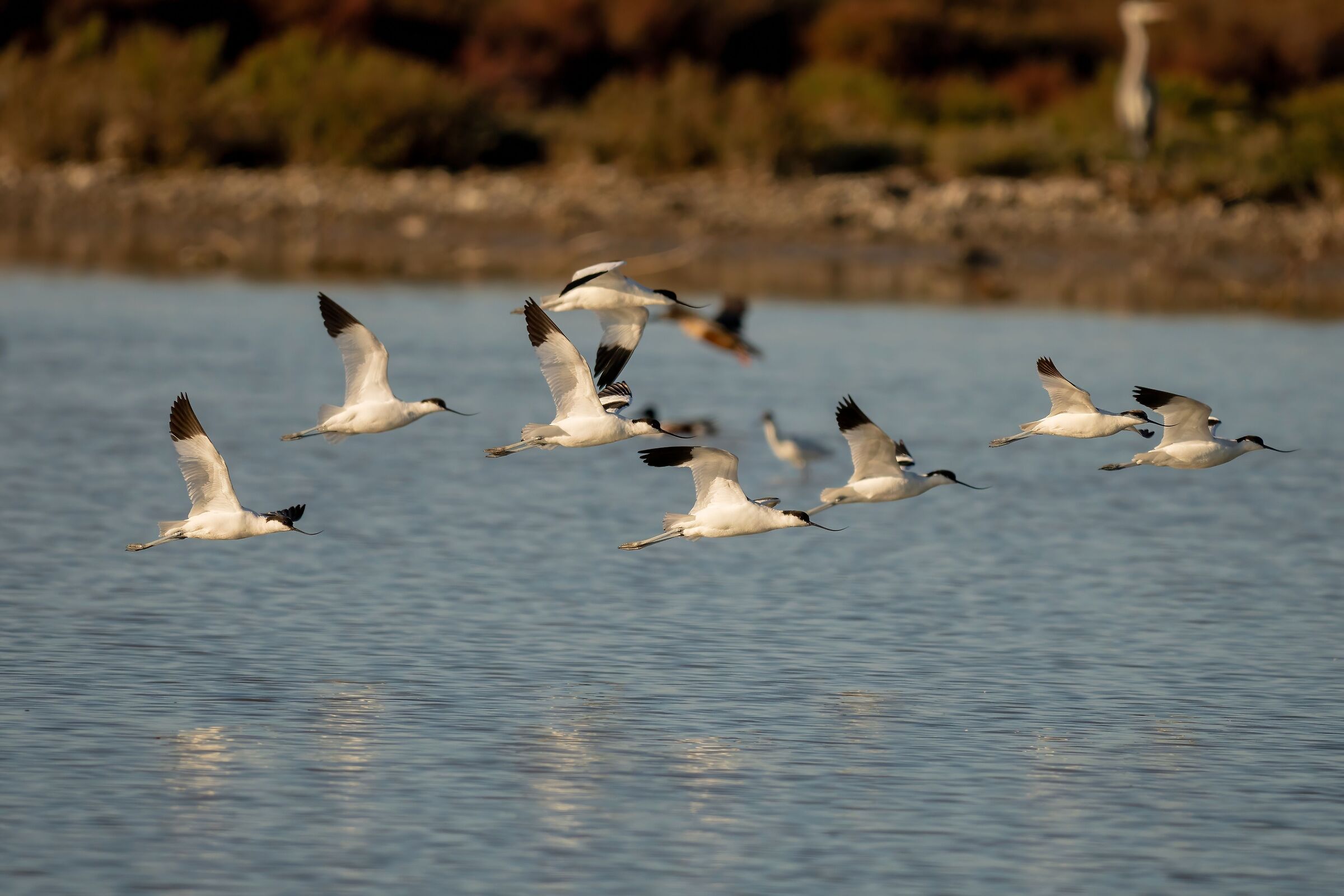 Avocette (Recurvirostra avosetta)