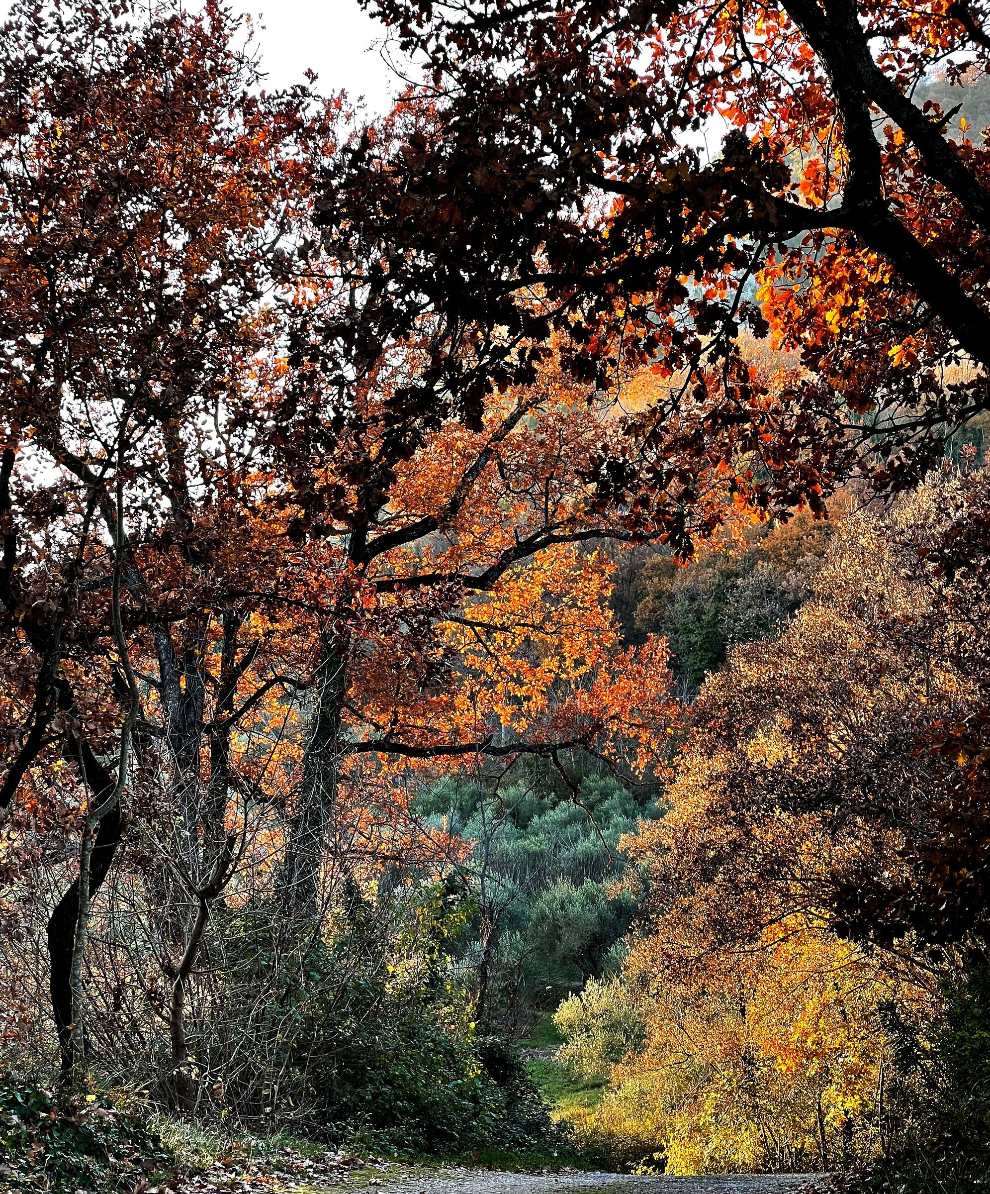 Autunno sui Lucretili