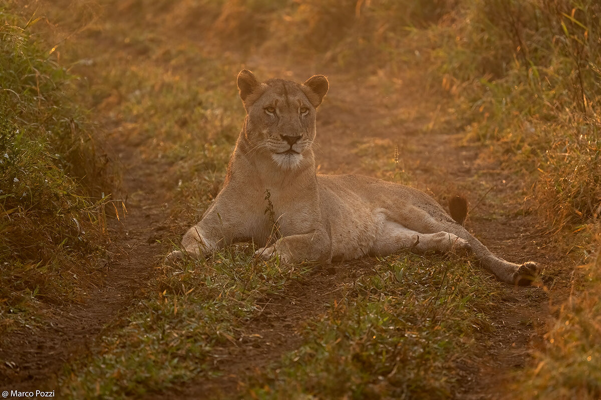 Resting in the light