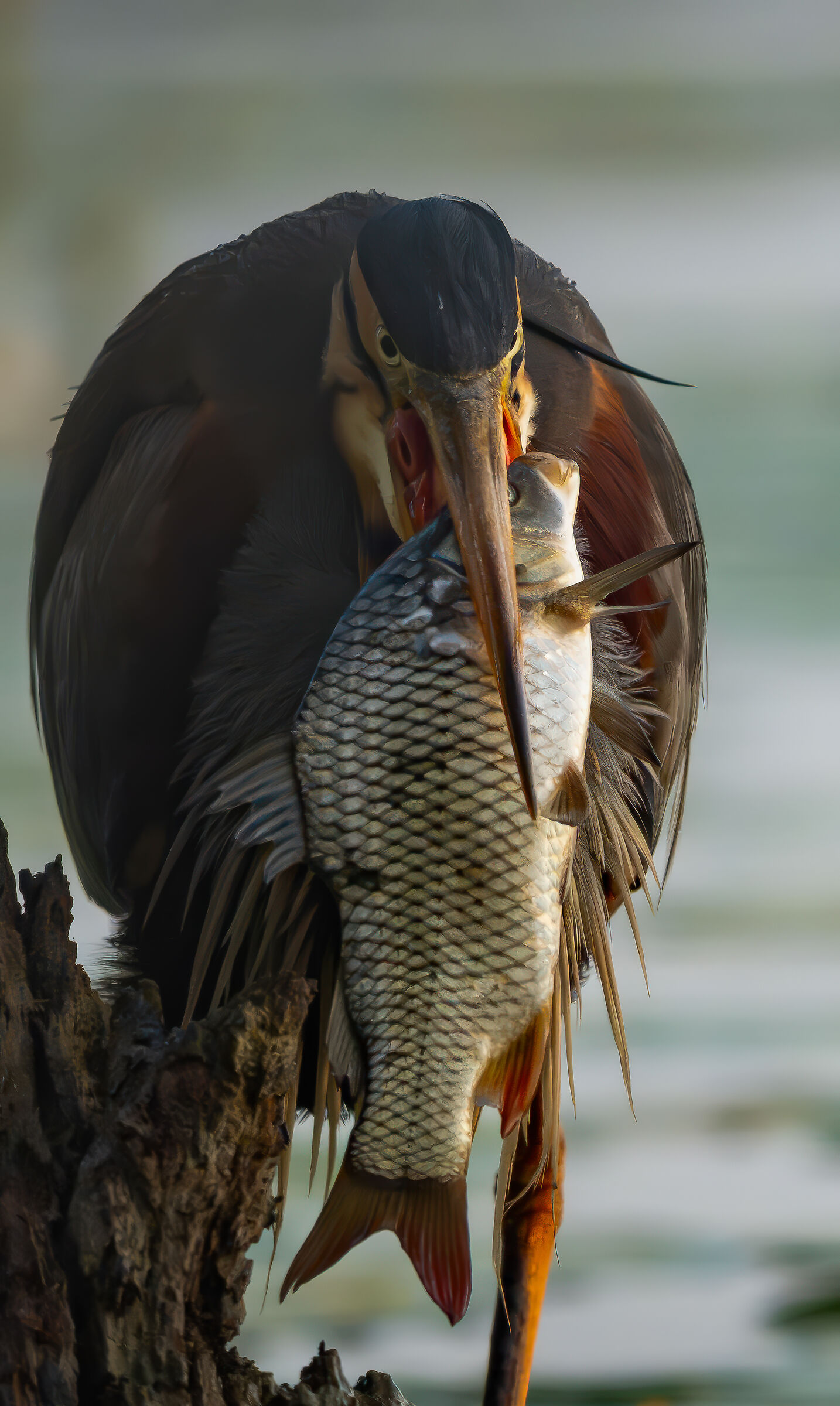 Purple Heron with Prey