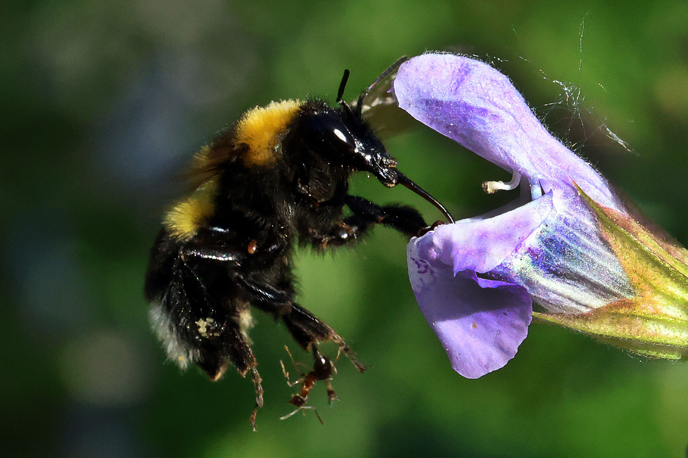 Bumblebee with stowaway
