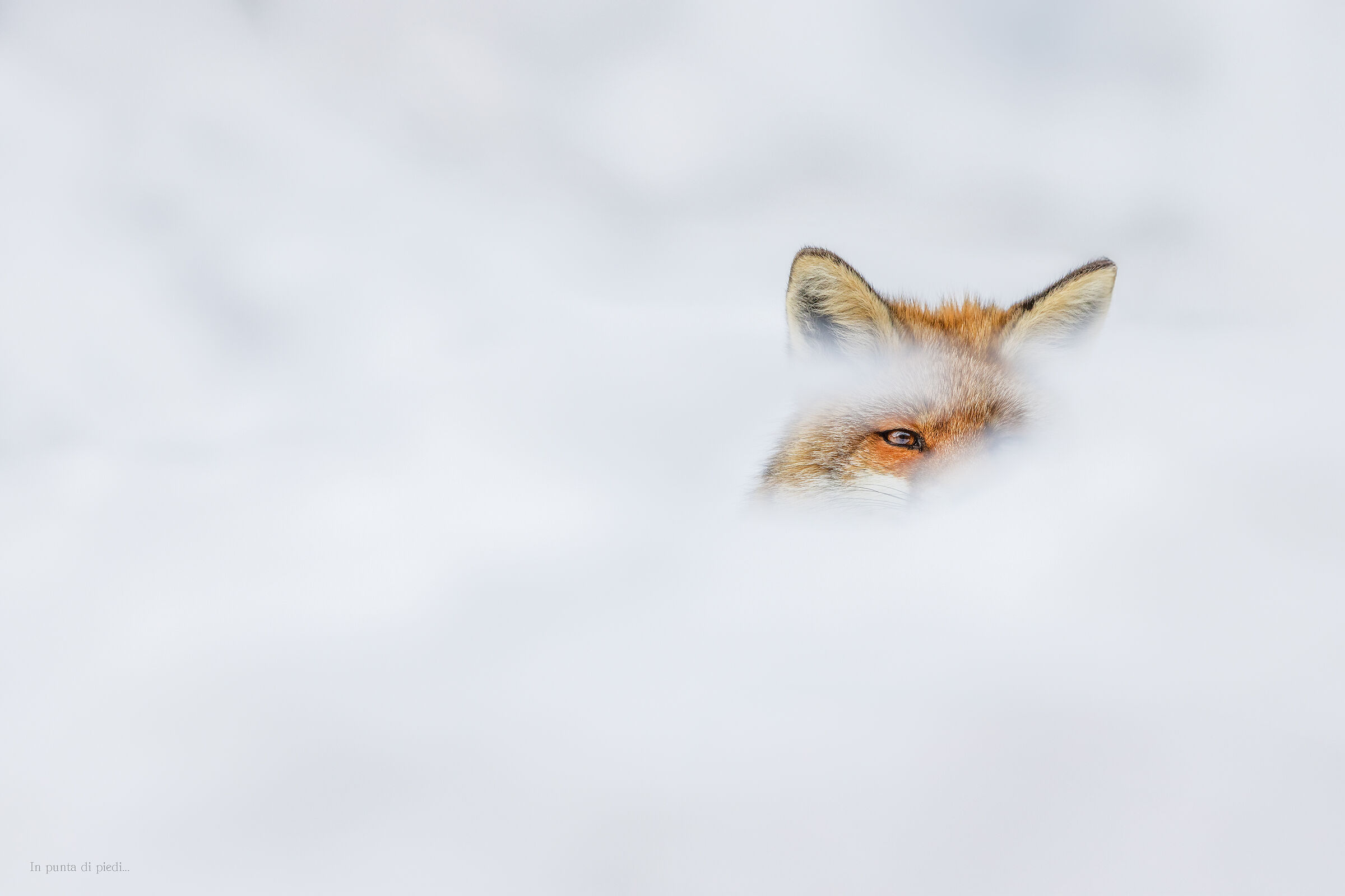 the fox's amber gaze watches attentively