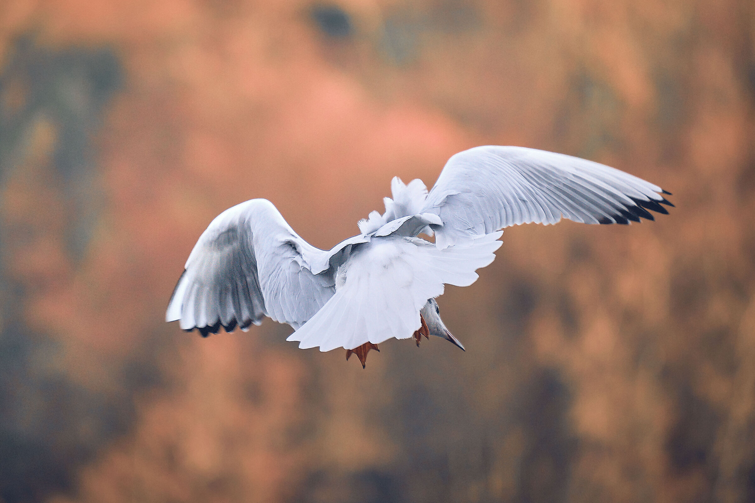 Seagull in flight