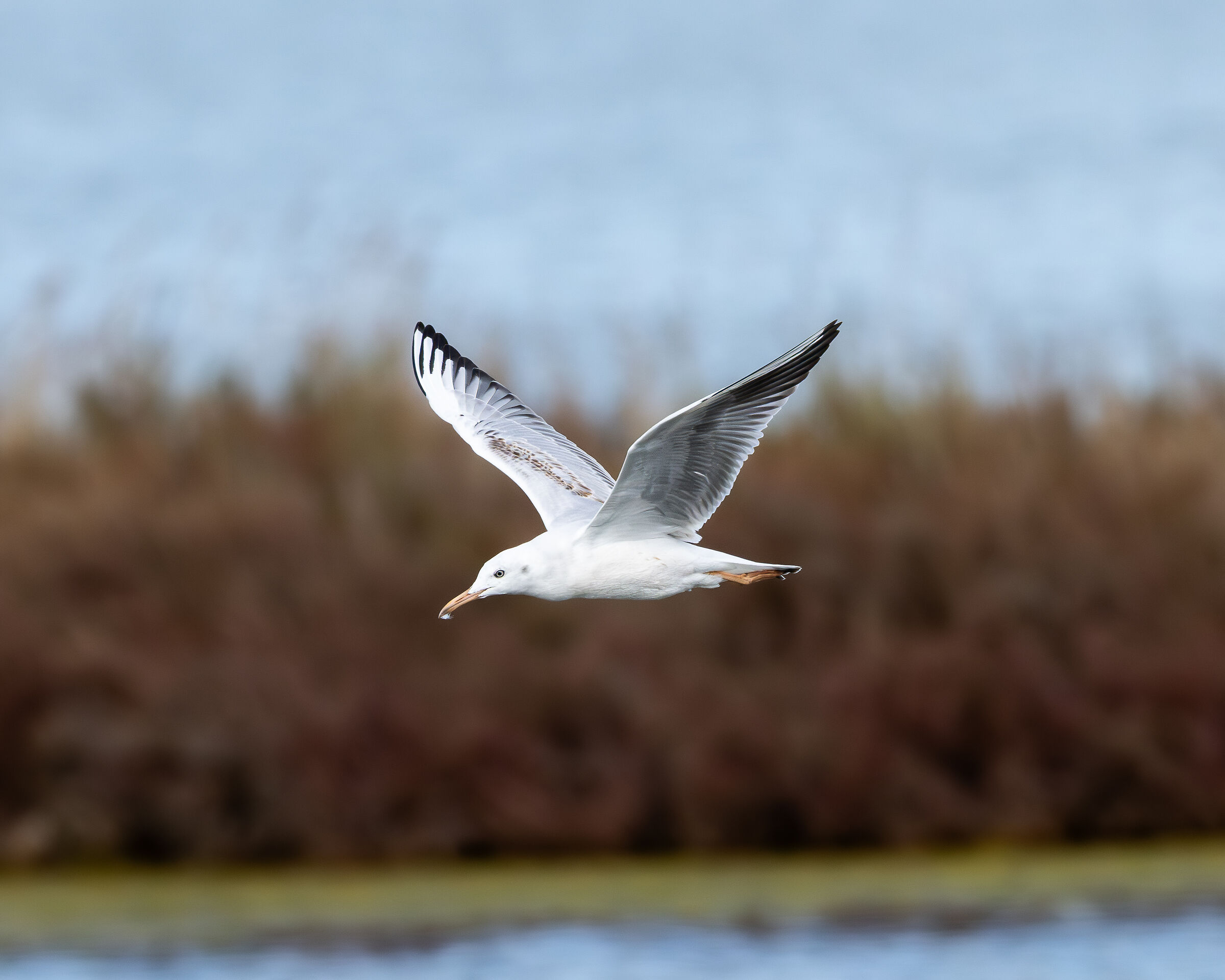 rosy gull