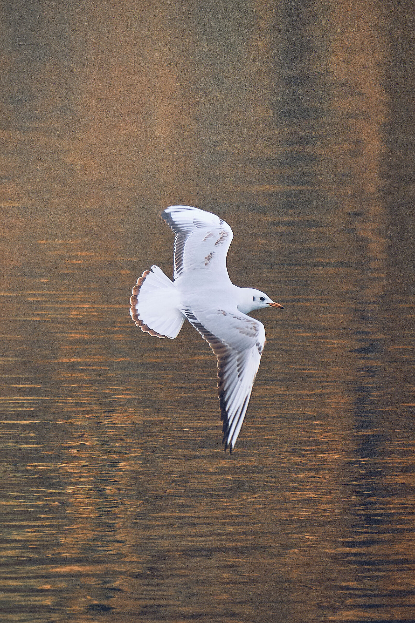 Seagull in flight