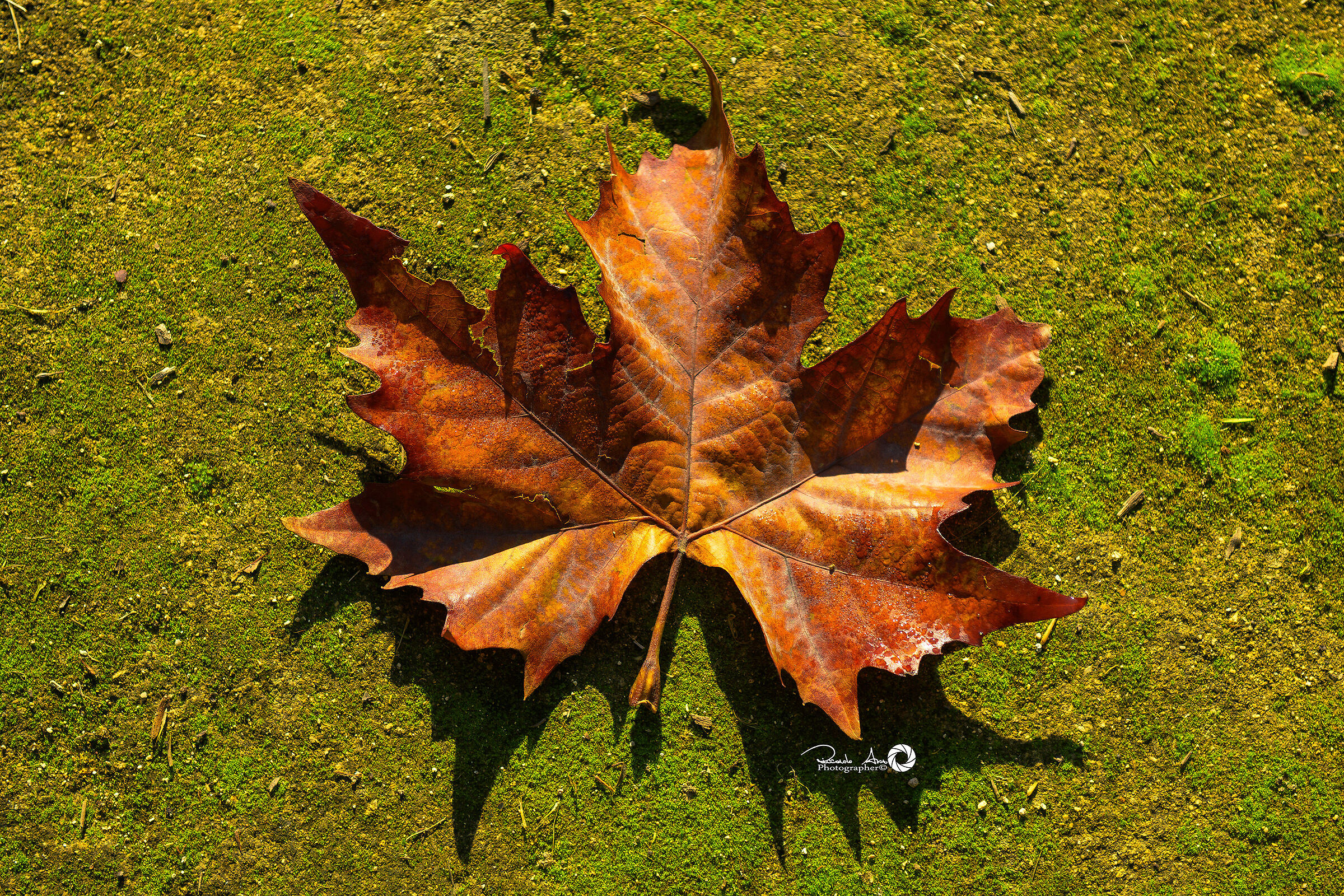 Autunno